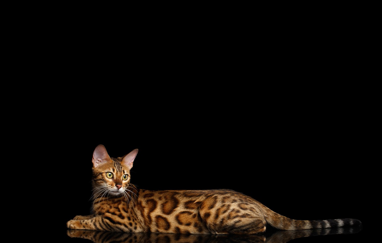 Bengal Cats Wallpapers