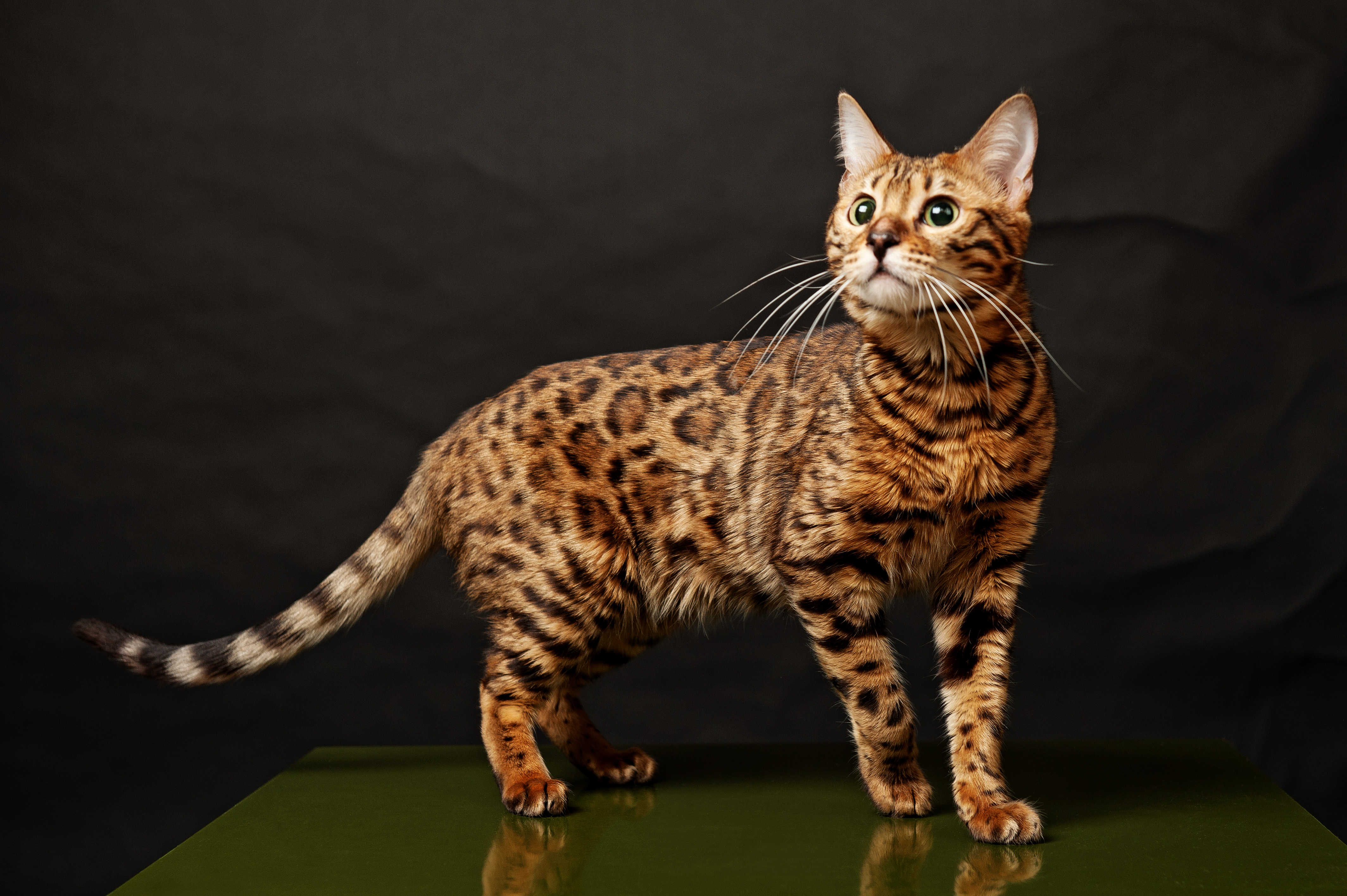 Bengal Cats Wallpapers