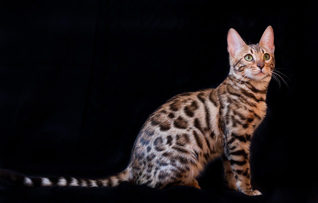 Bengal Cats Wallpapers