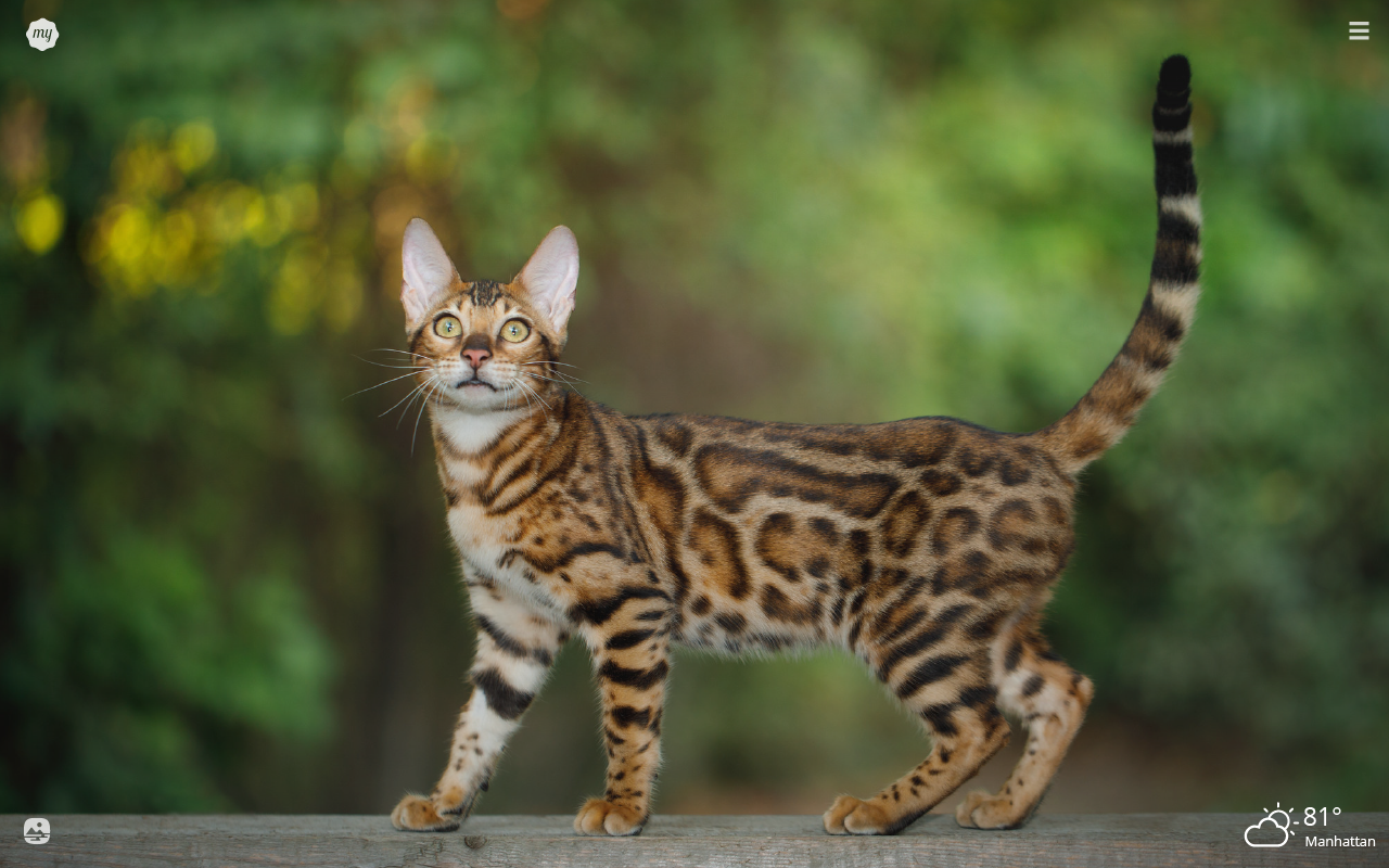 Bengal Cats Wallpapers