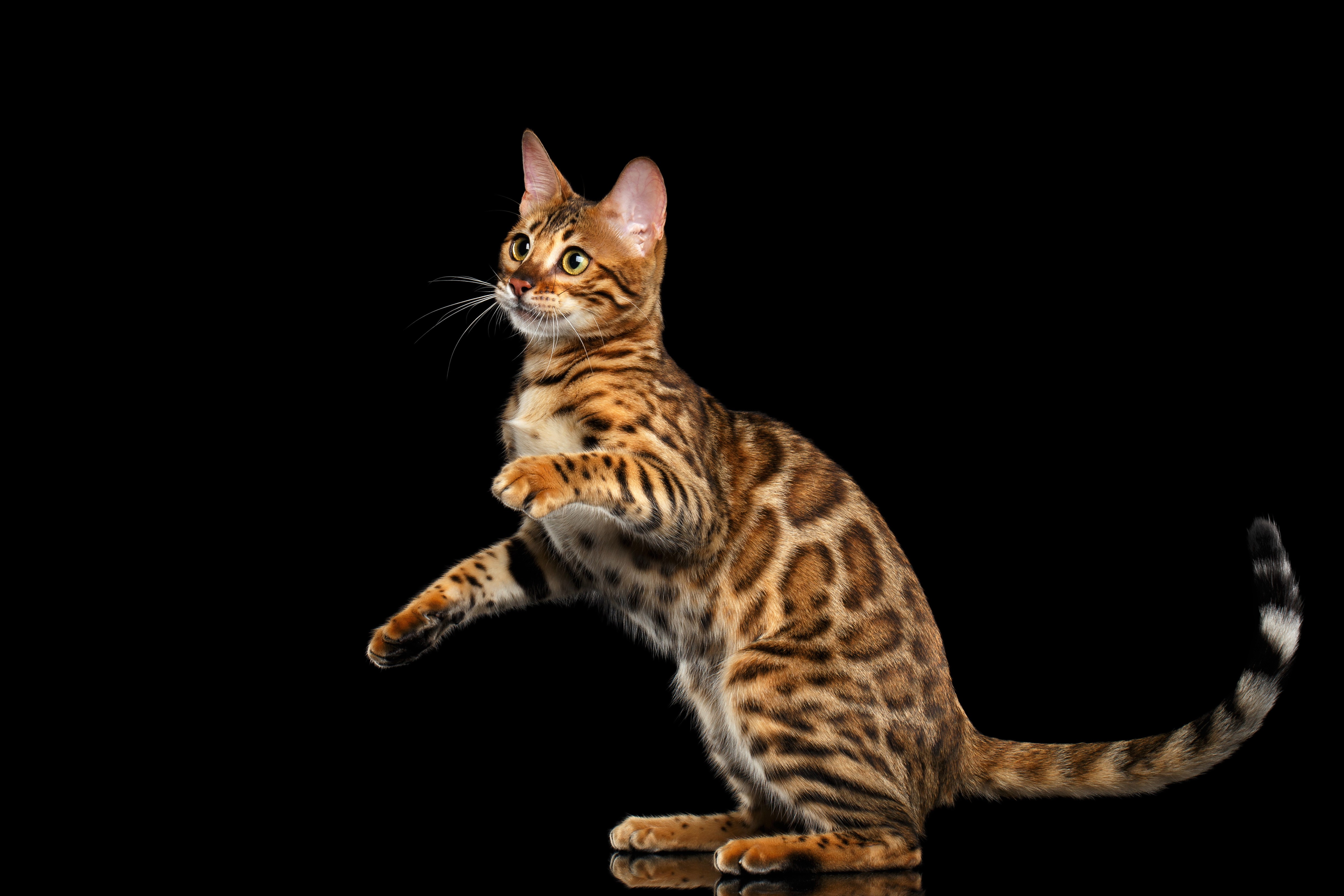 Bengal Cats Wallpapers