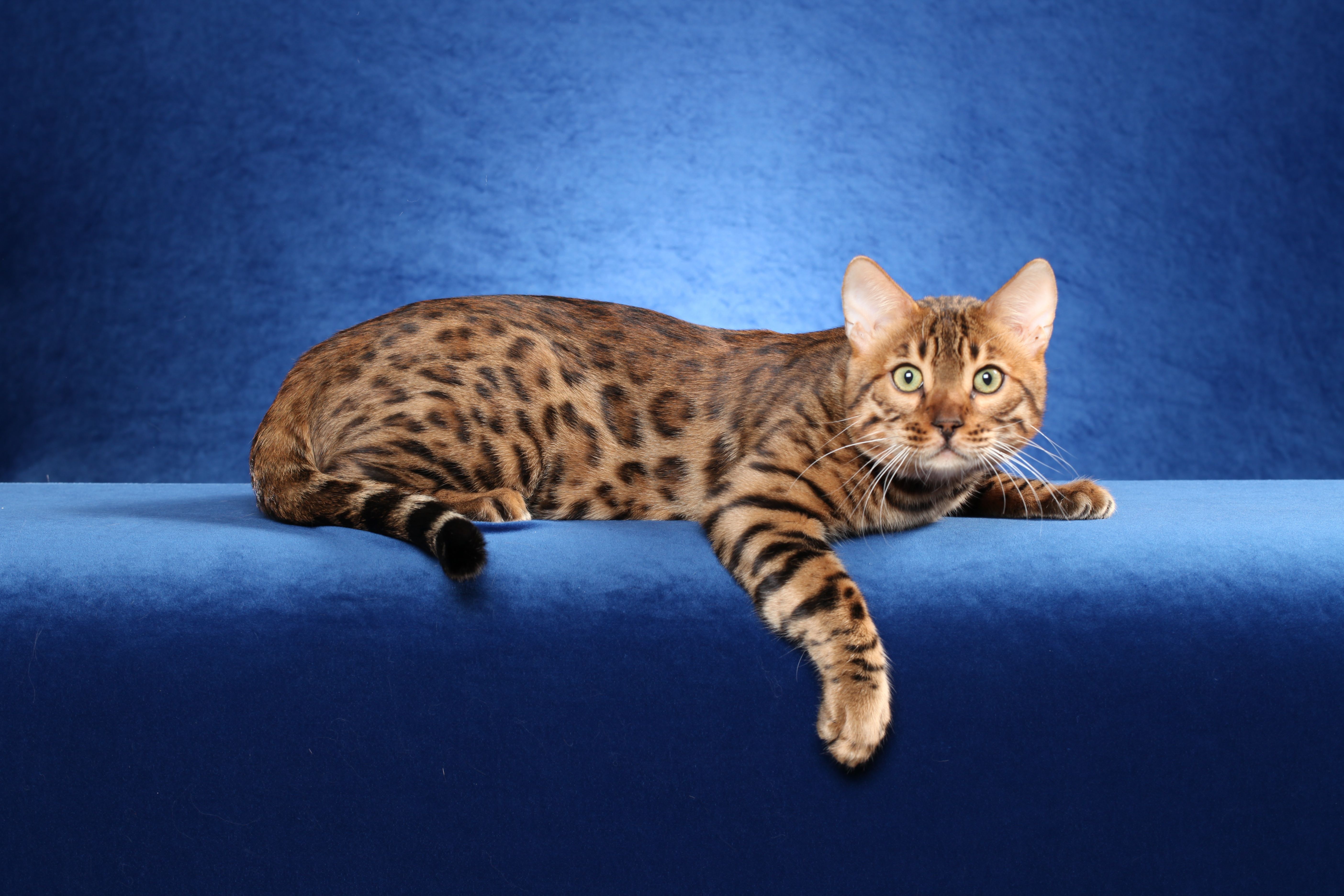 Bengal Cats Wallpapers