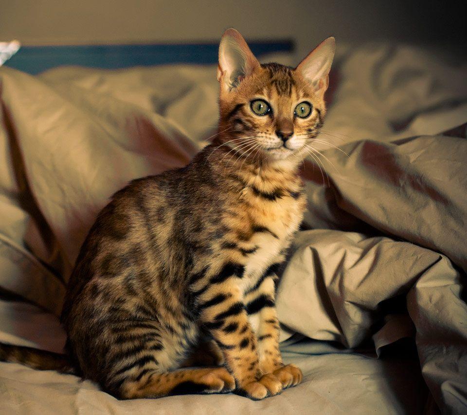 Bengal Cats Wallpapers