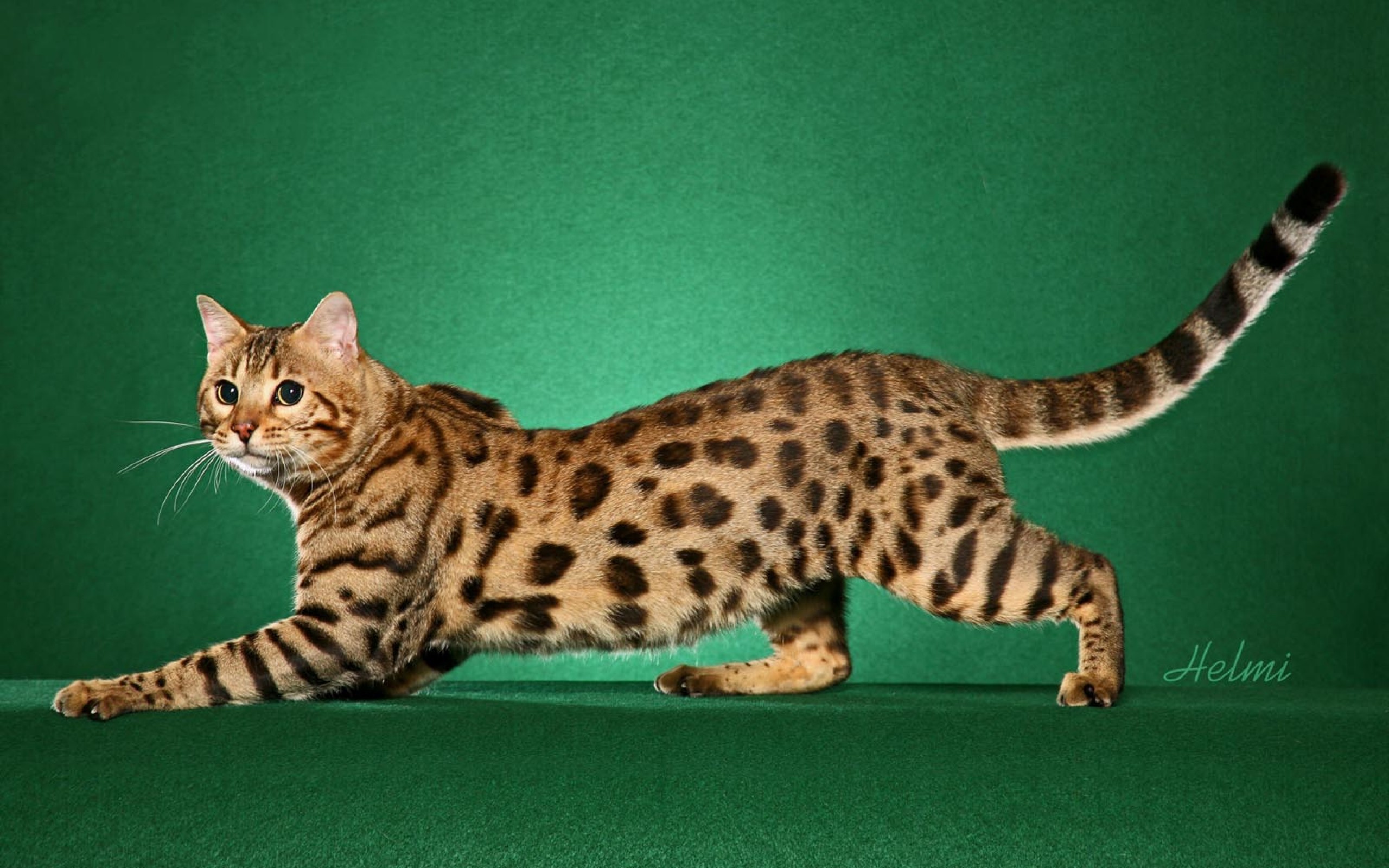 Bengal Cats Wallpapers