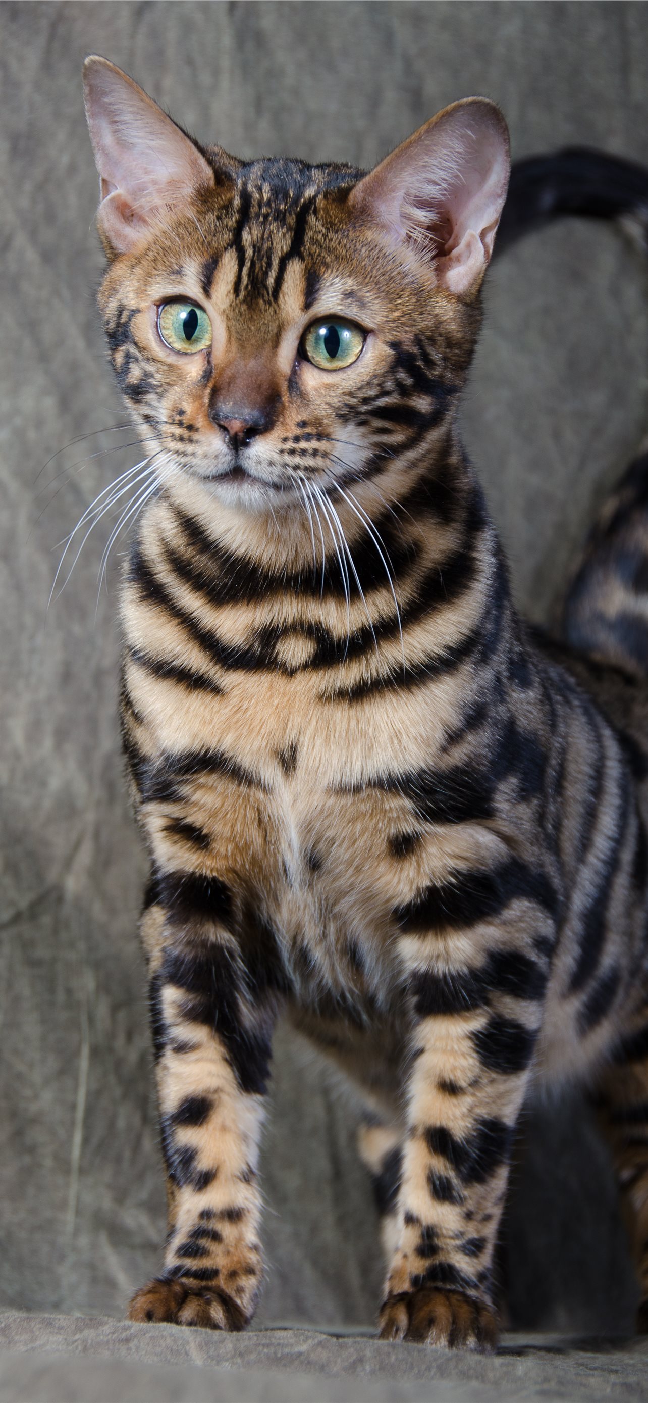 Bengal Cats Wallpapers