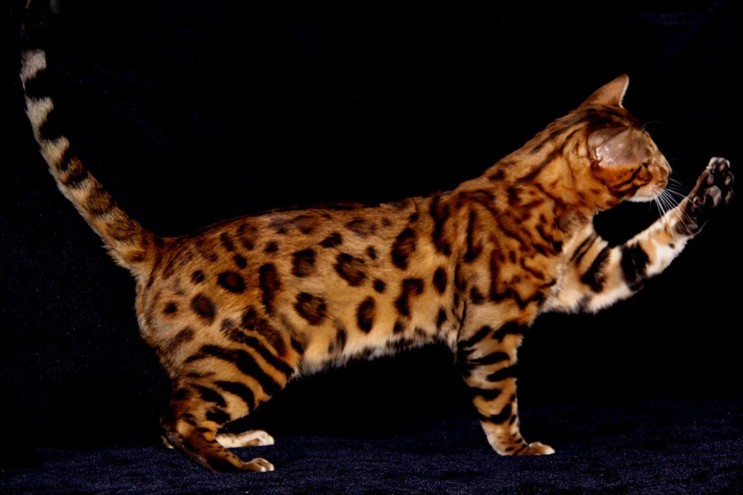 Bengal Cats Wallpapers