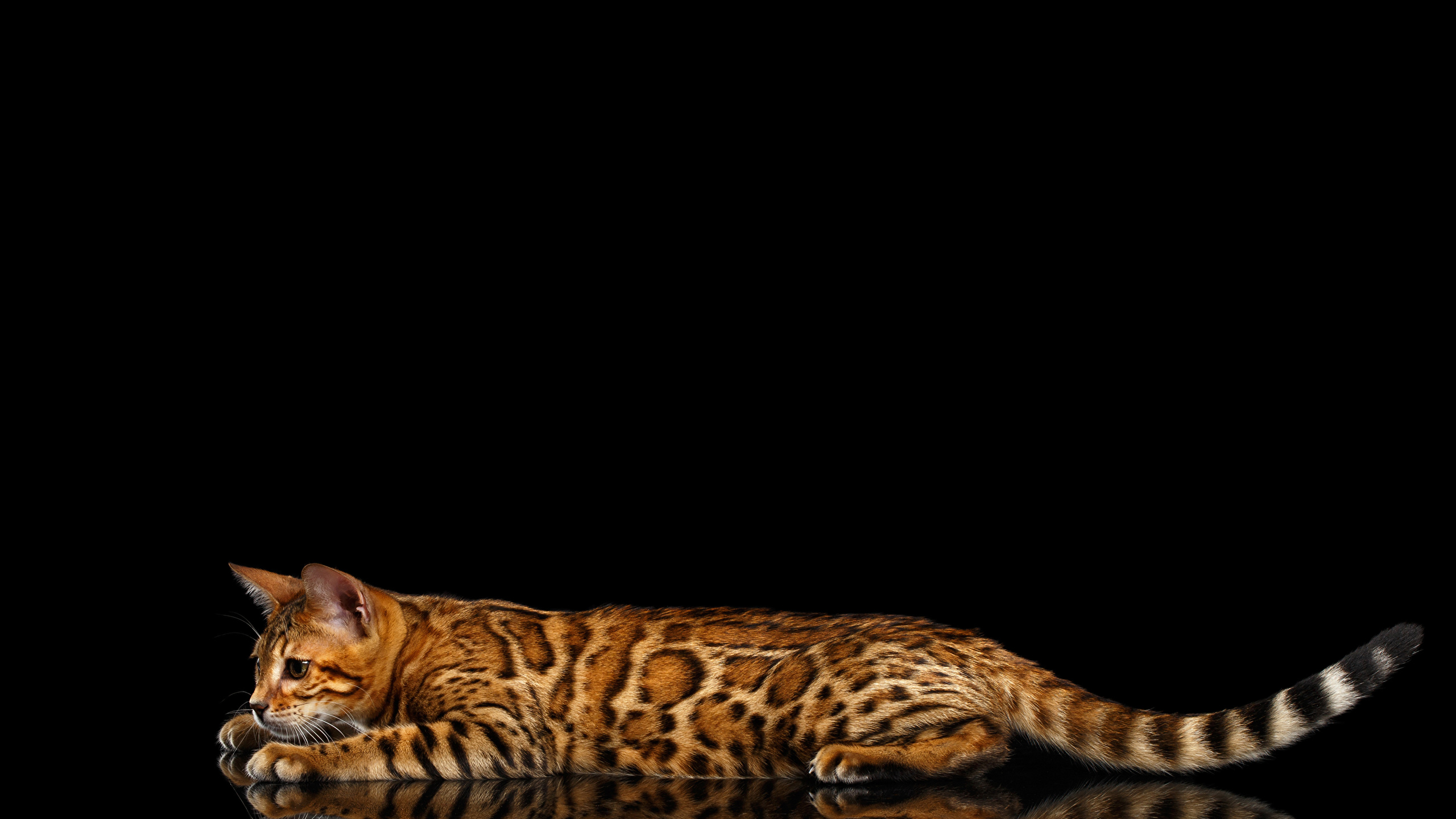 Bengal Cats Wallpapers