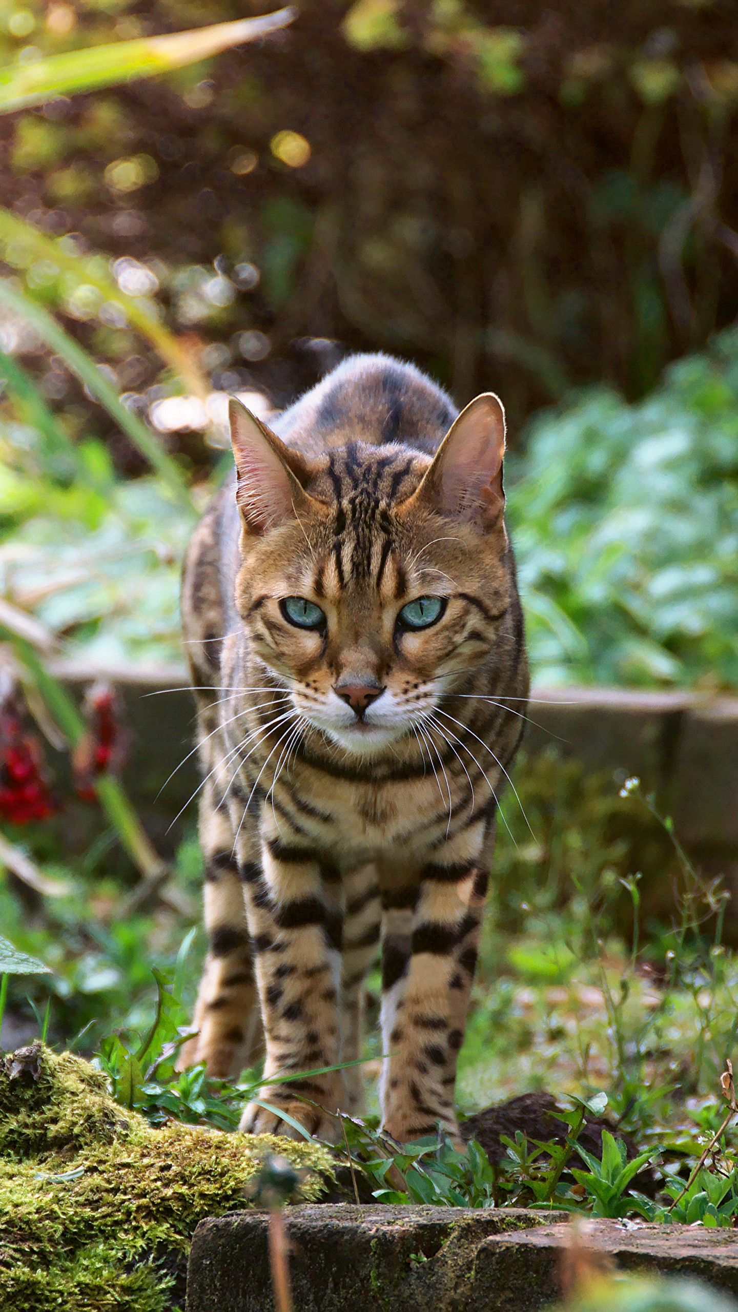 Bengal Cats Wallpapers