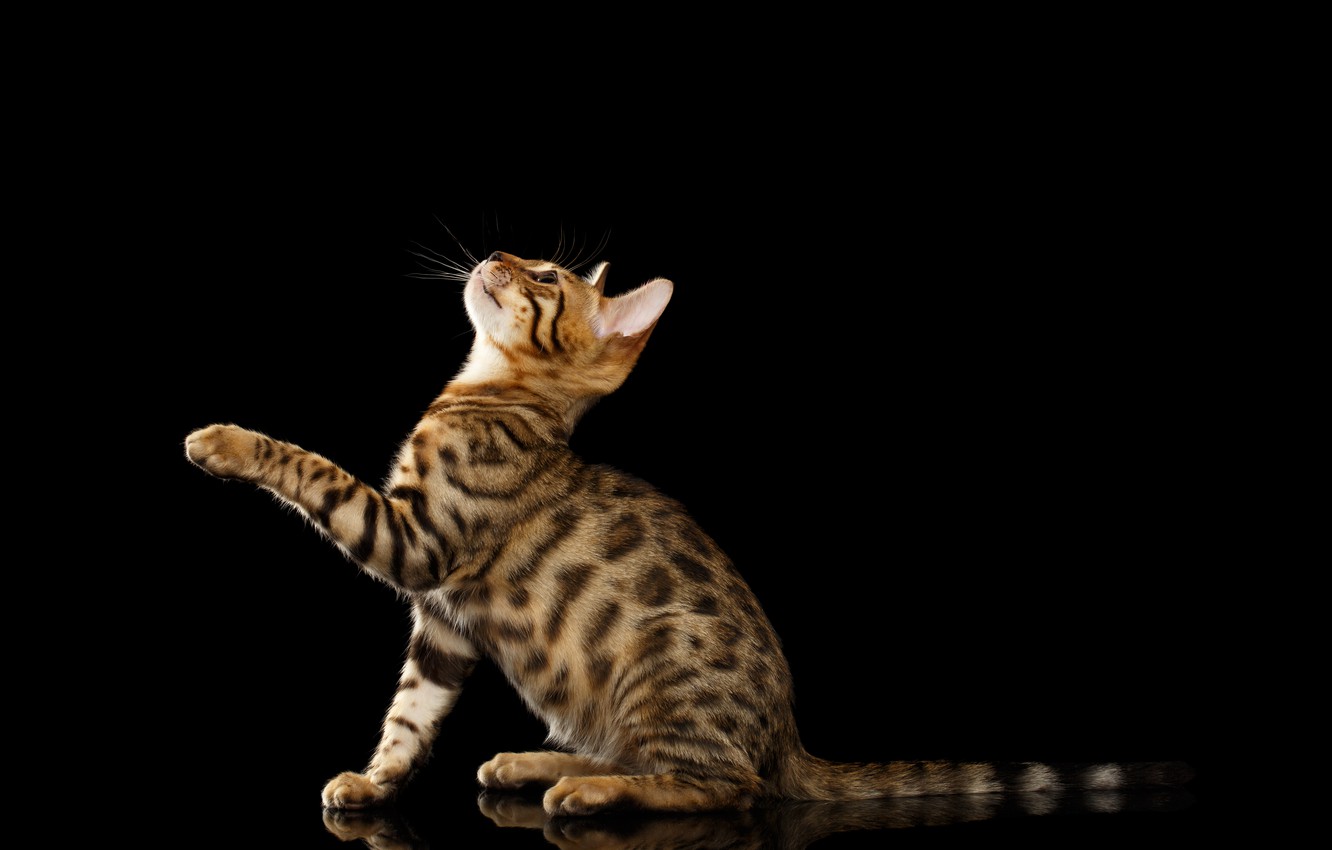 Bengal Cats Wallpapers