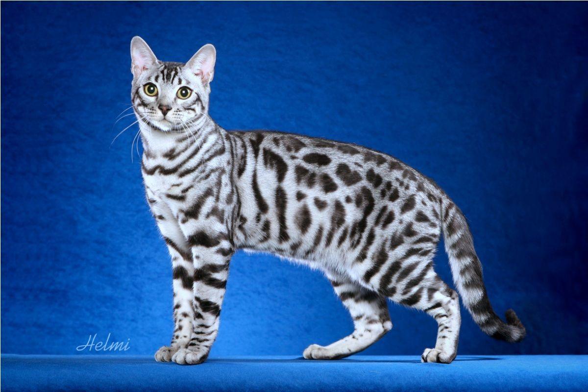 Bengal Cats Wallpapers