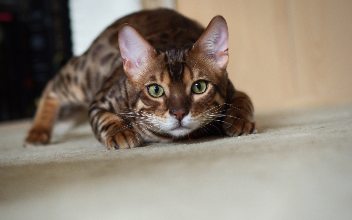 Bengal Cats Wallpapers