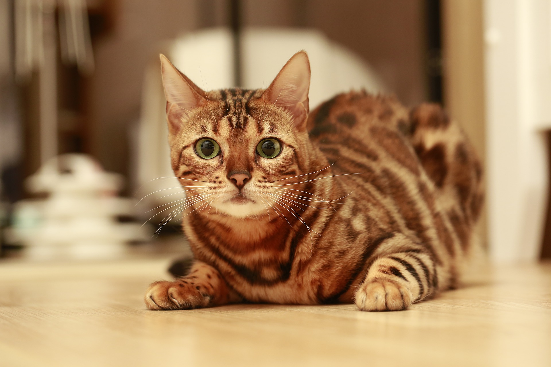 Bengal Cats Wallpapers