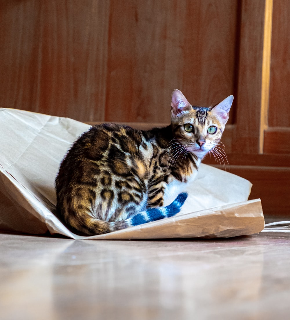 Bengal Cats Wallpapers