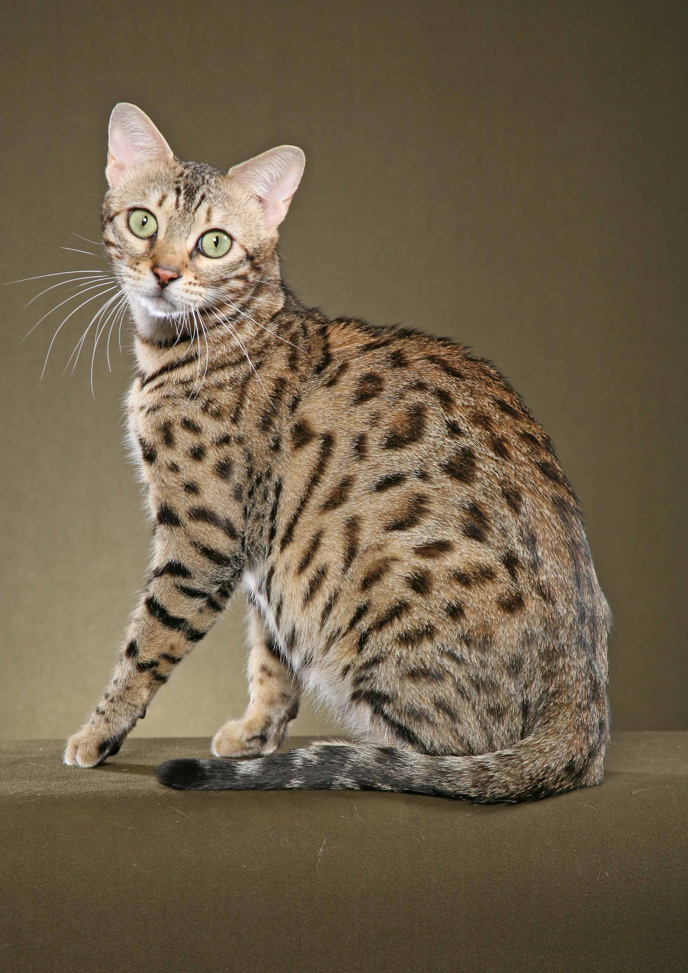 Bengal Cats Wallpapers