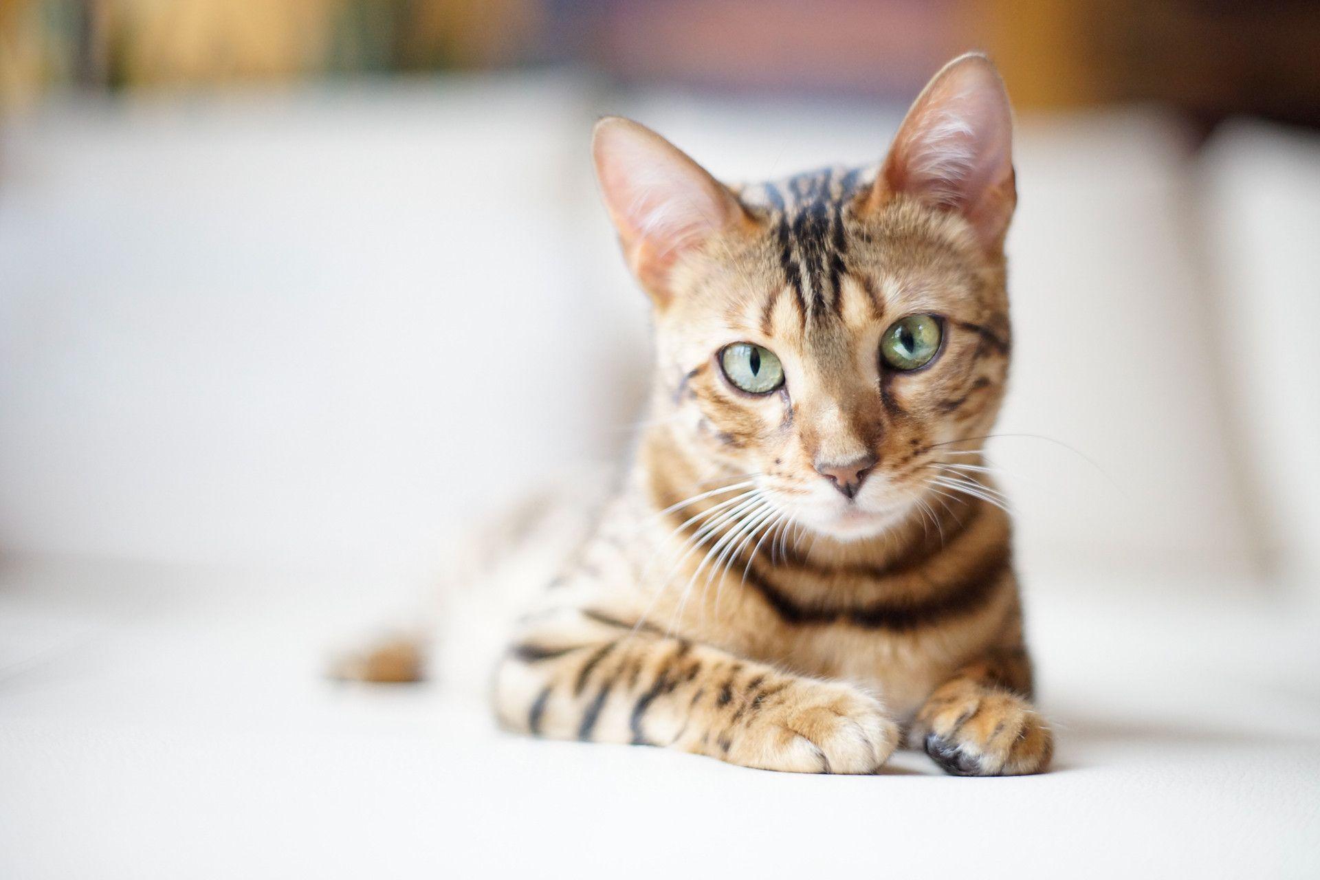 Bengal Cats Wallpapers