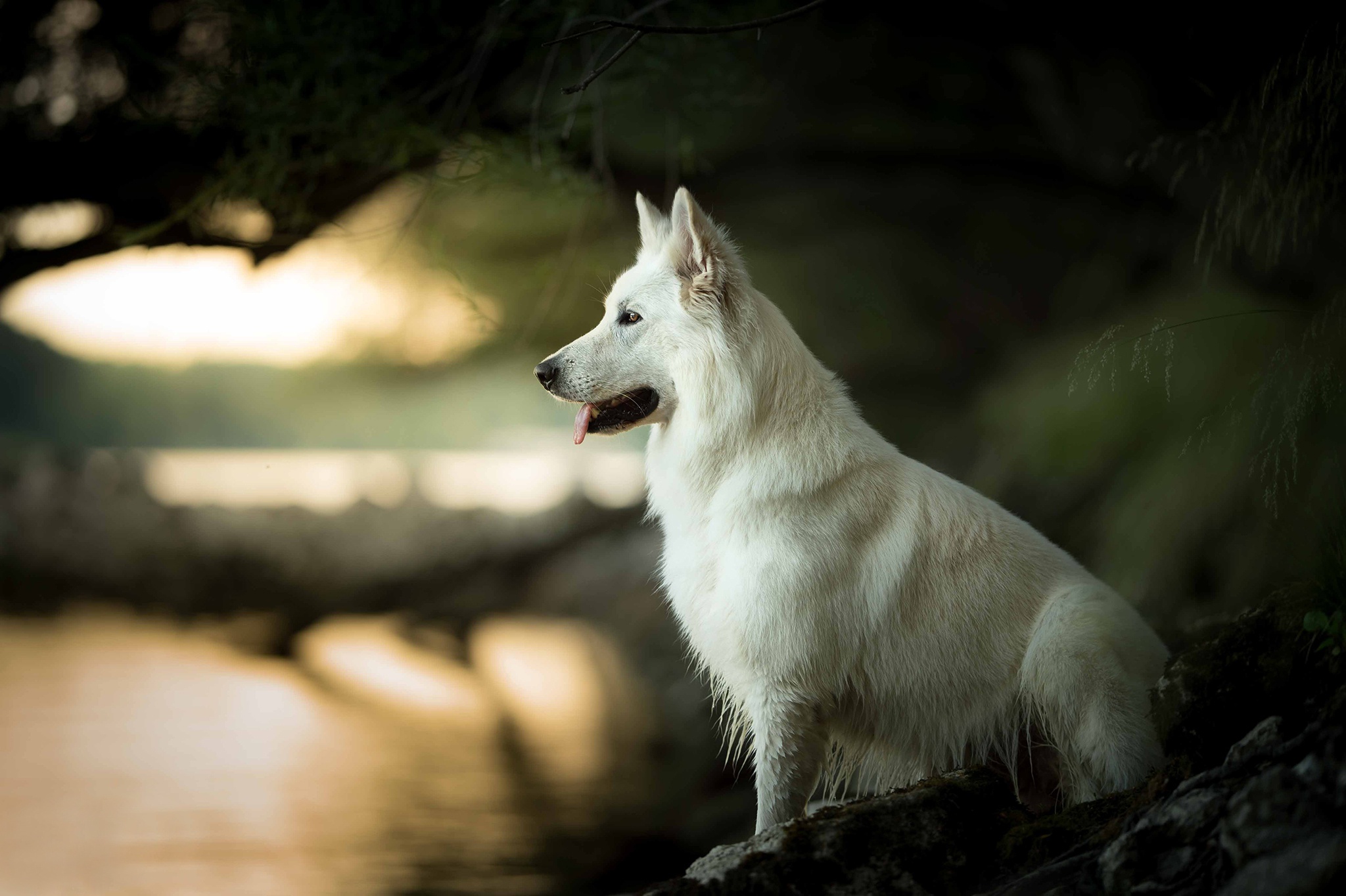 Berger Blanc Suisse Wallpapers