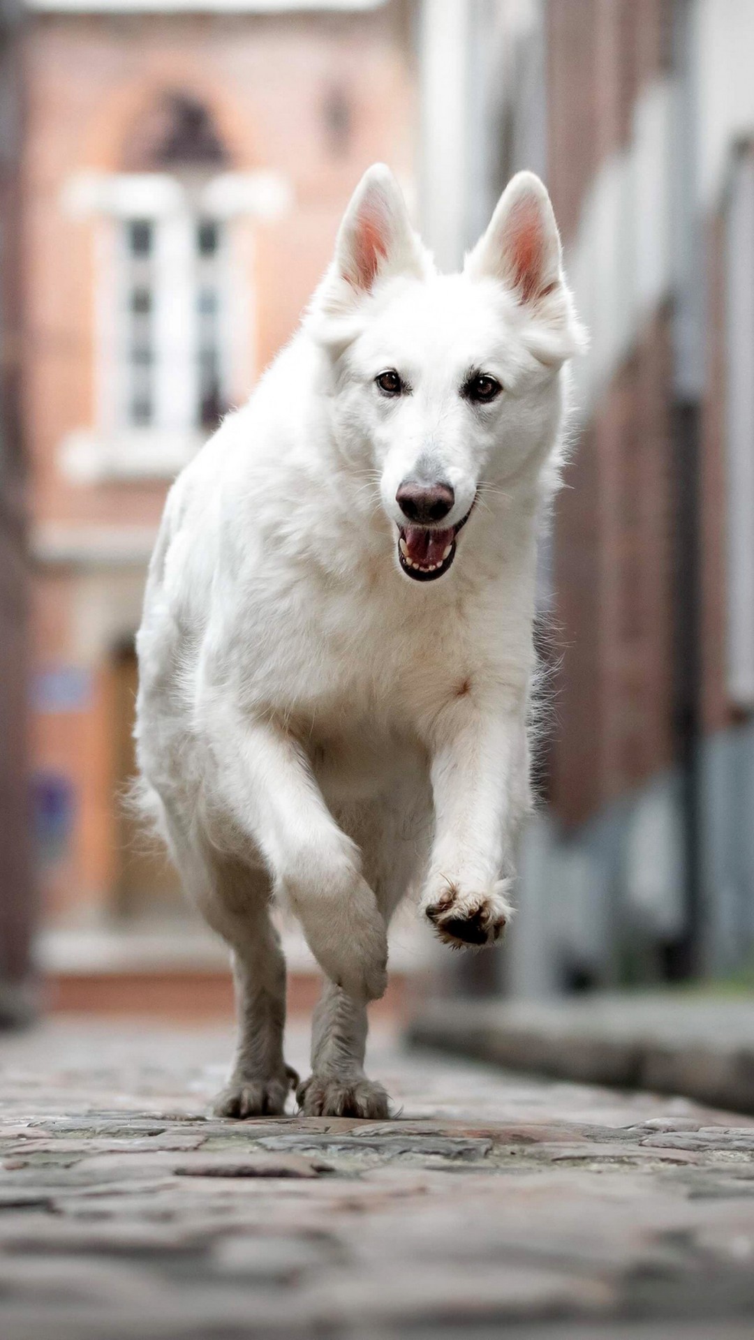 Berger Blanc Suisse Wallpapers