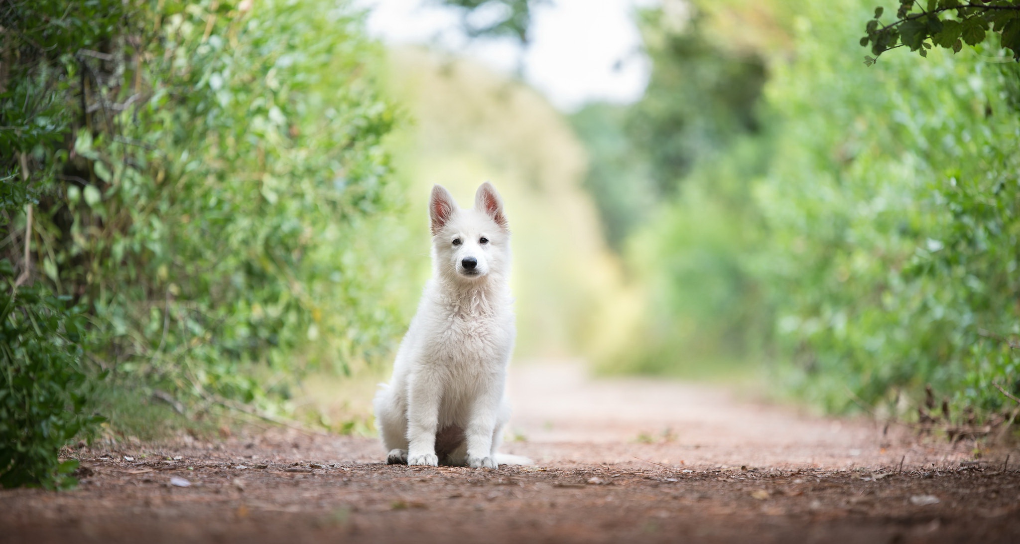 Berger Blanc Suisse Wallpapers