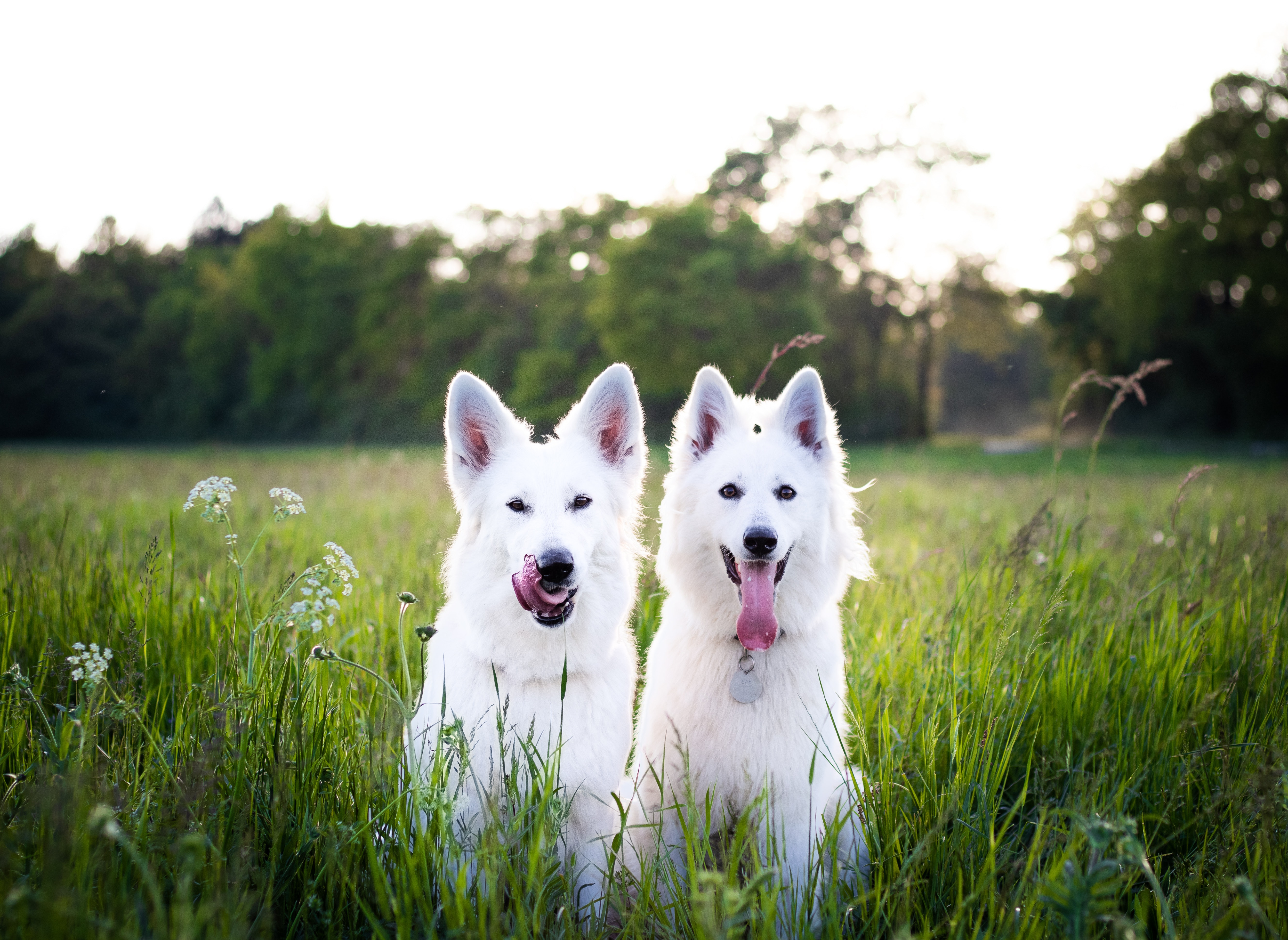 Berger Blanc Suisse Wallpapers