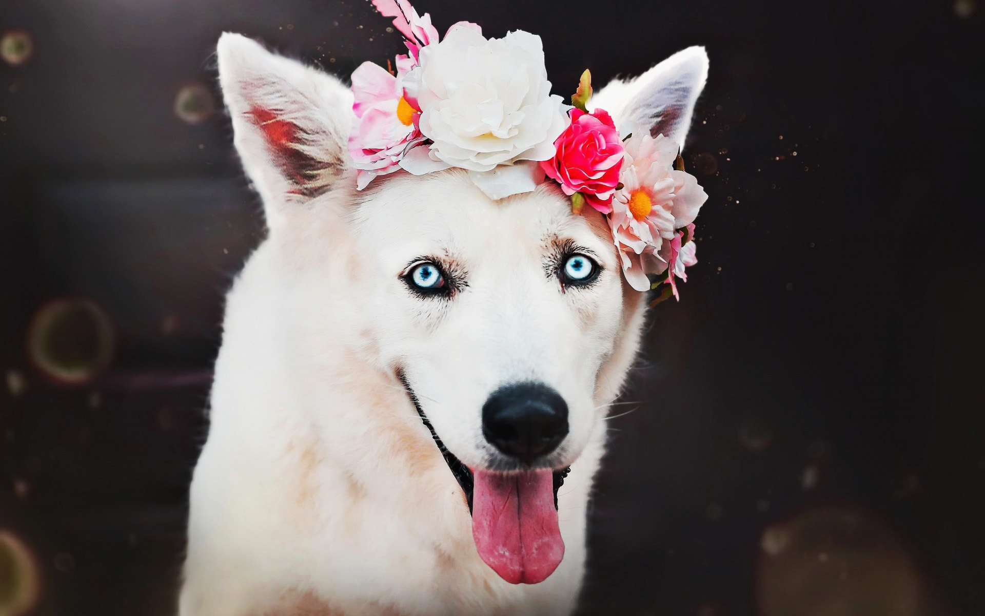 Berger Blanc Suisse Wallpapers