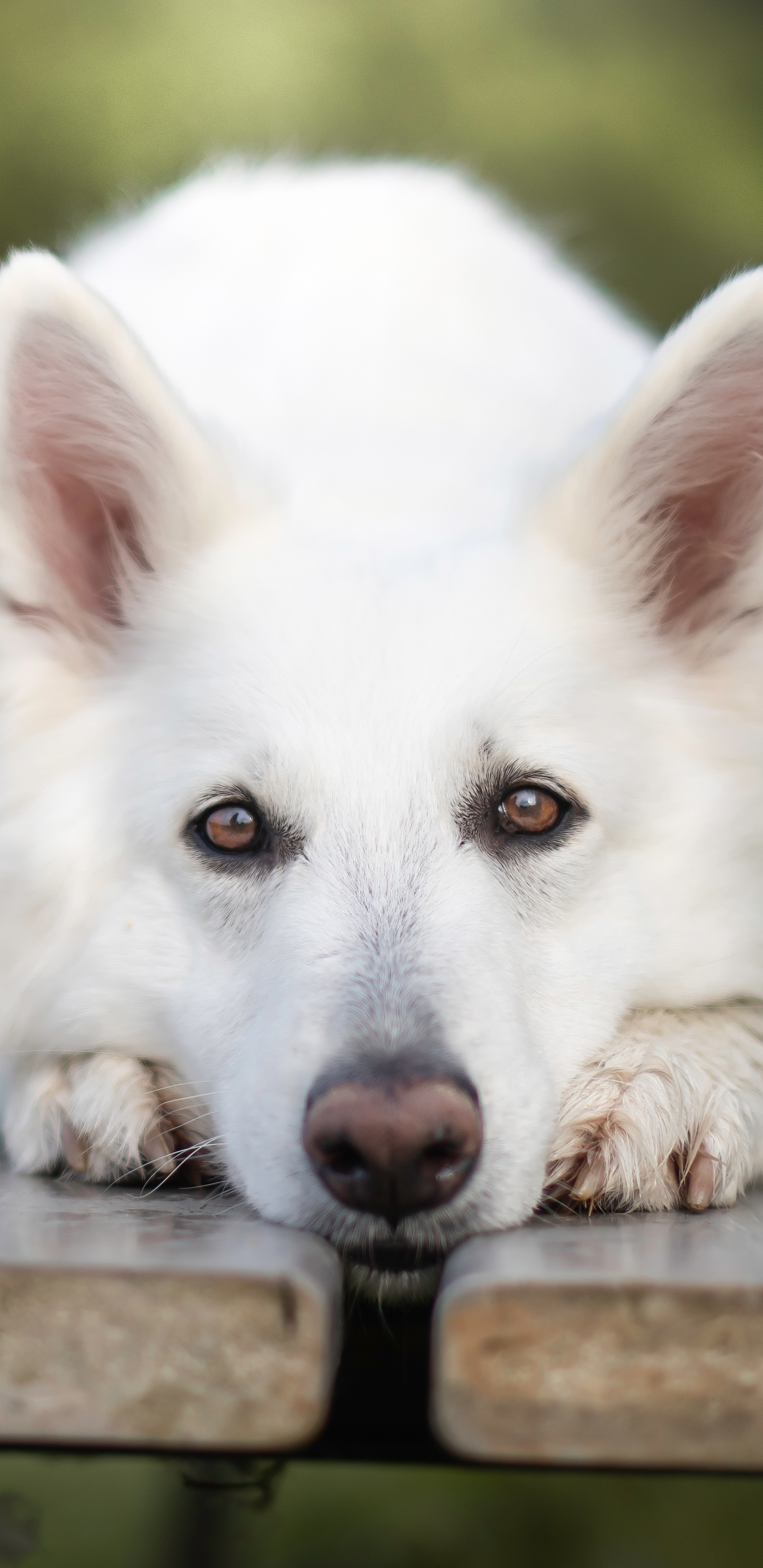 Berger Blanc Suisse Wallpapers