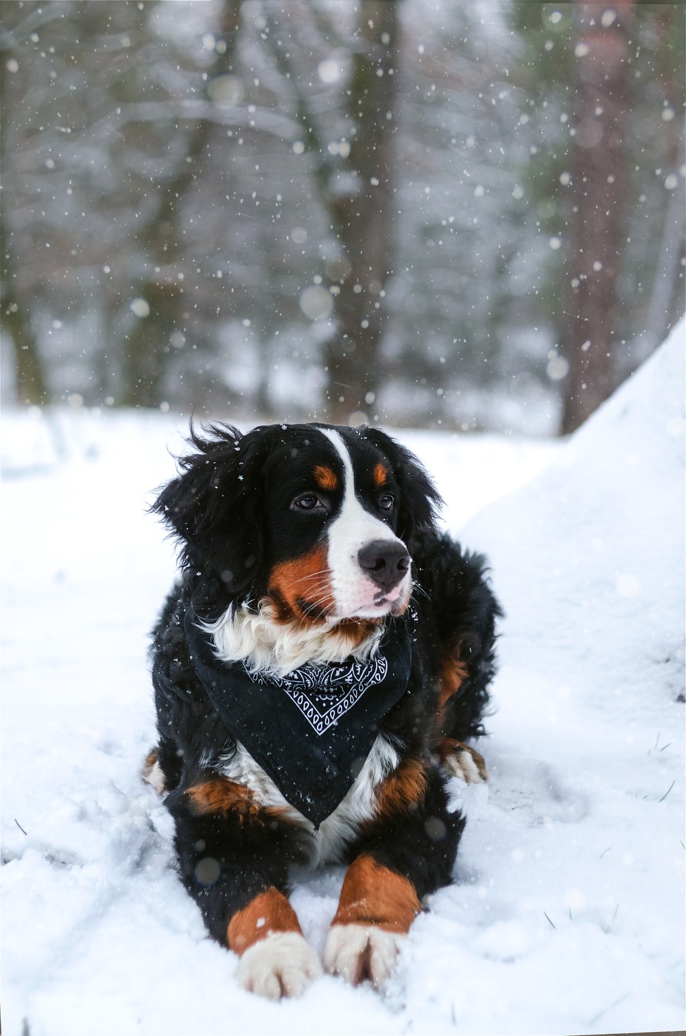 Bernese Mountain Dog Wallpapers