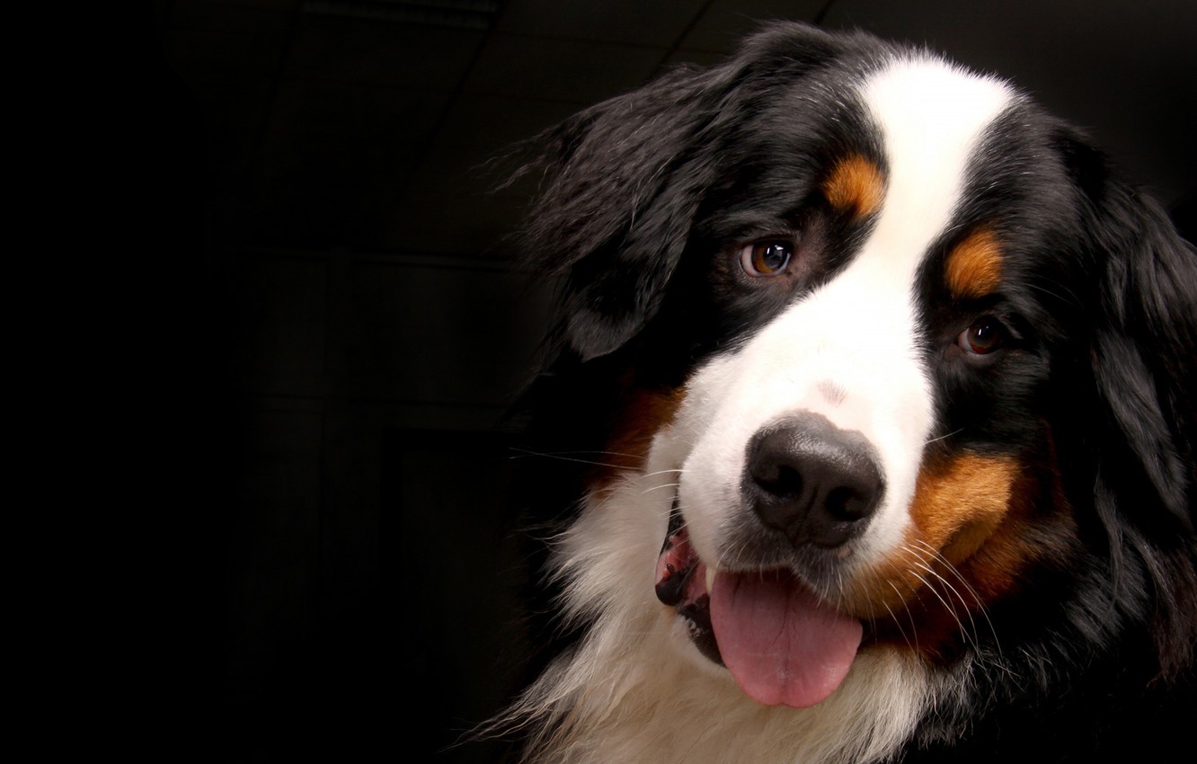 Bernese Mountain Dog Wallpapers