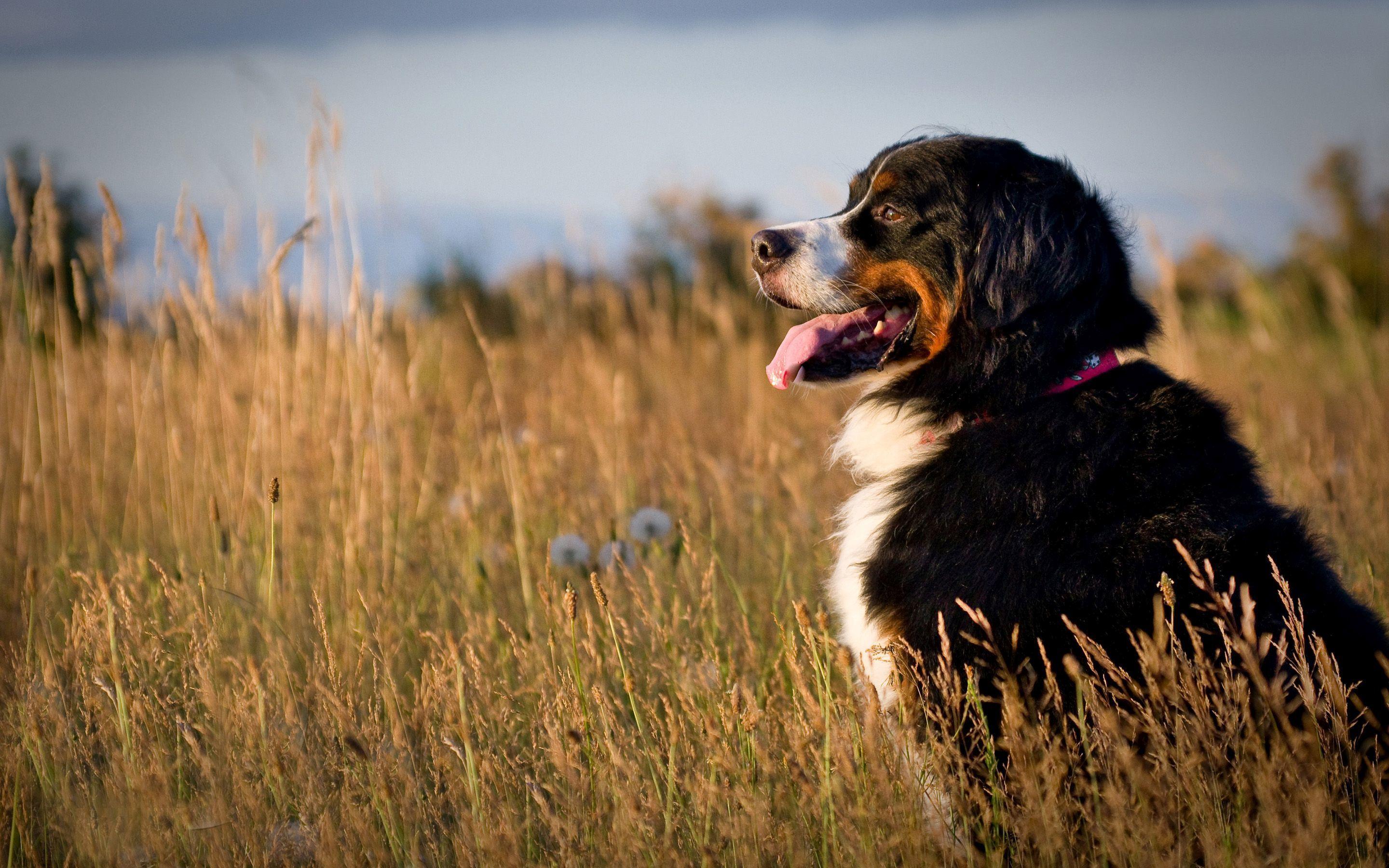 Bernese Mountain Dog Wallpapers