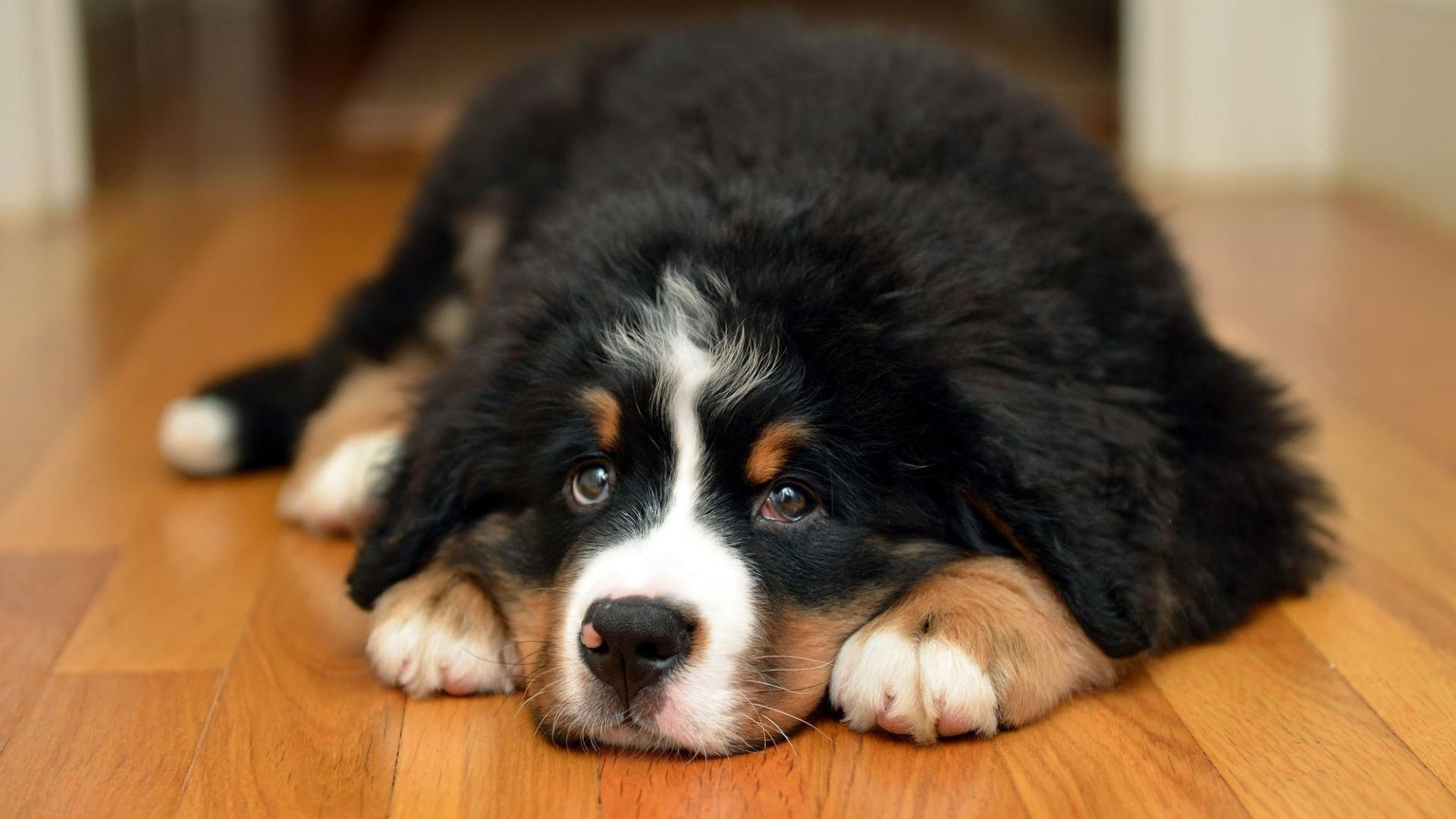 Bernese Mountain Dog Wallpapers