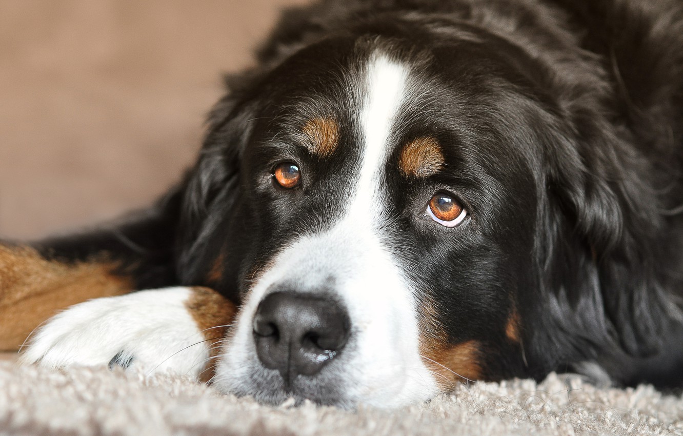 Bernese Mountain Dog Wallpapers