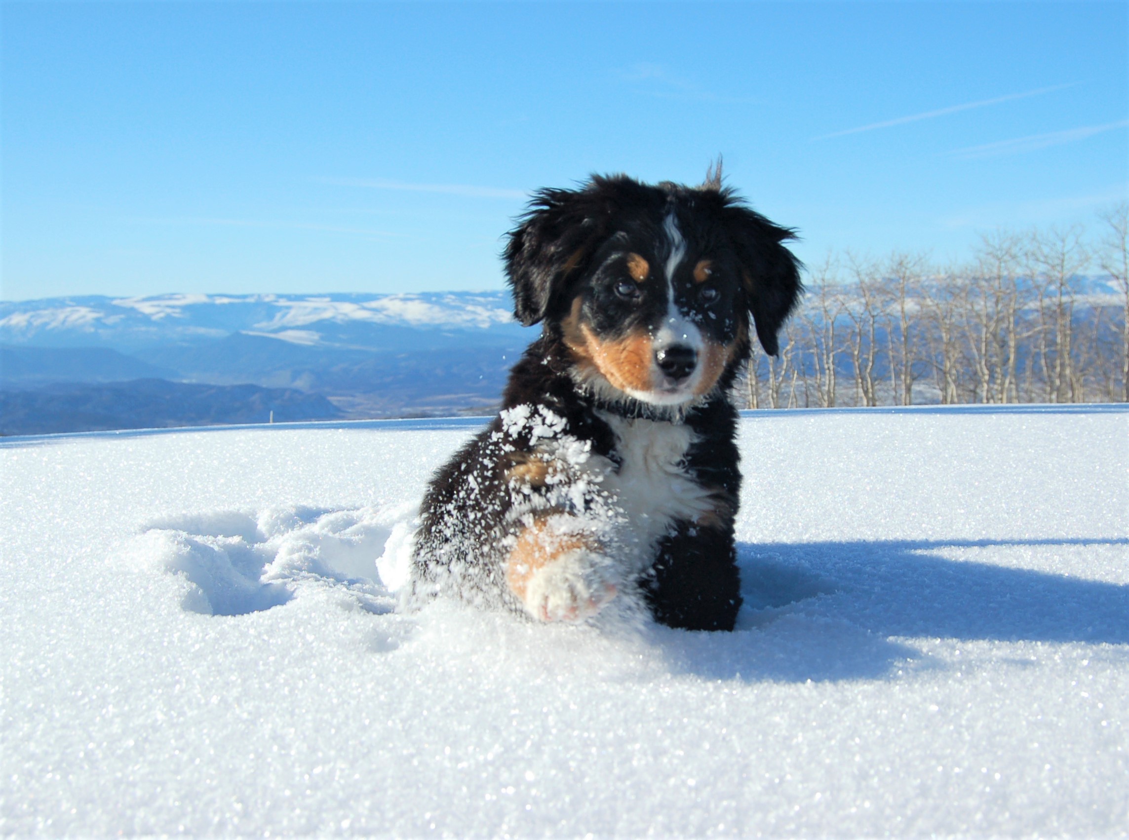 Bernese Mountain Dog Wallpapers