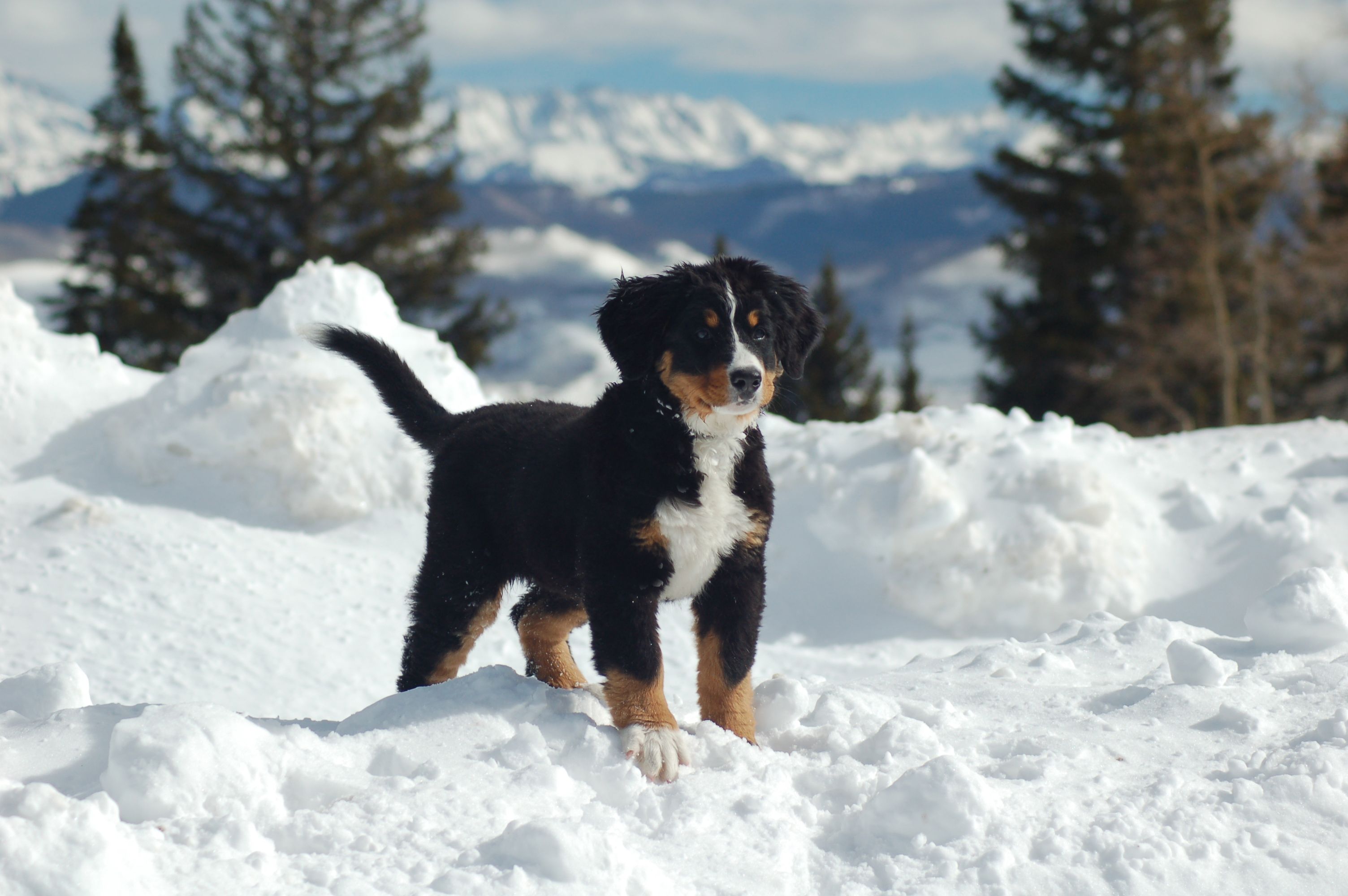 Bernese Mountain Dog Wallpapers