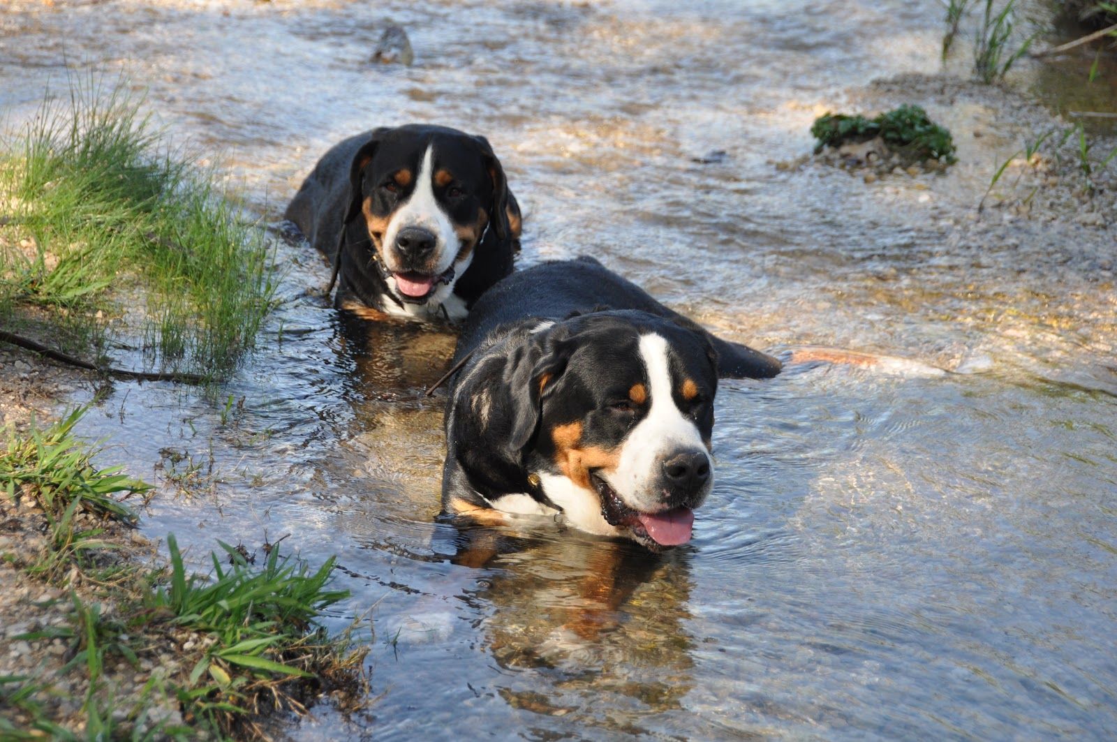 Bernese Mountain Dog Wallpapers