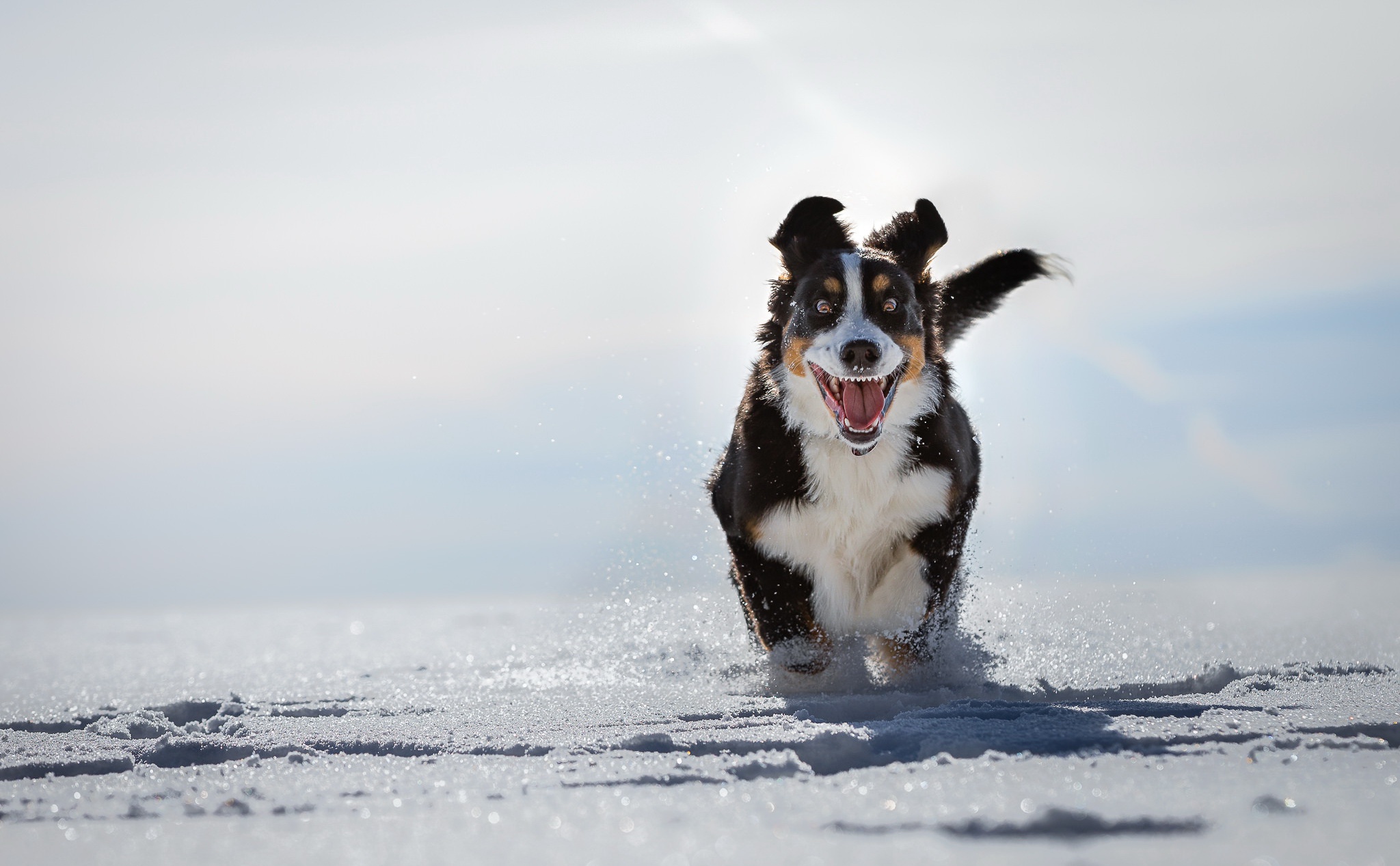 Bernese Mountain Dog Wallpapers