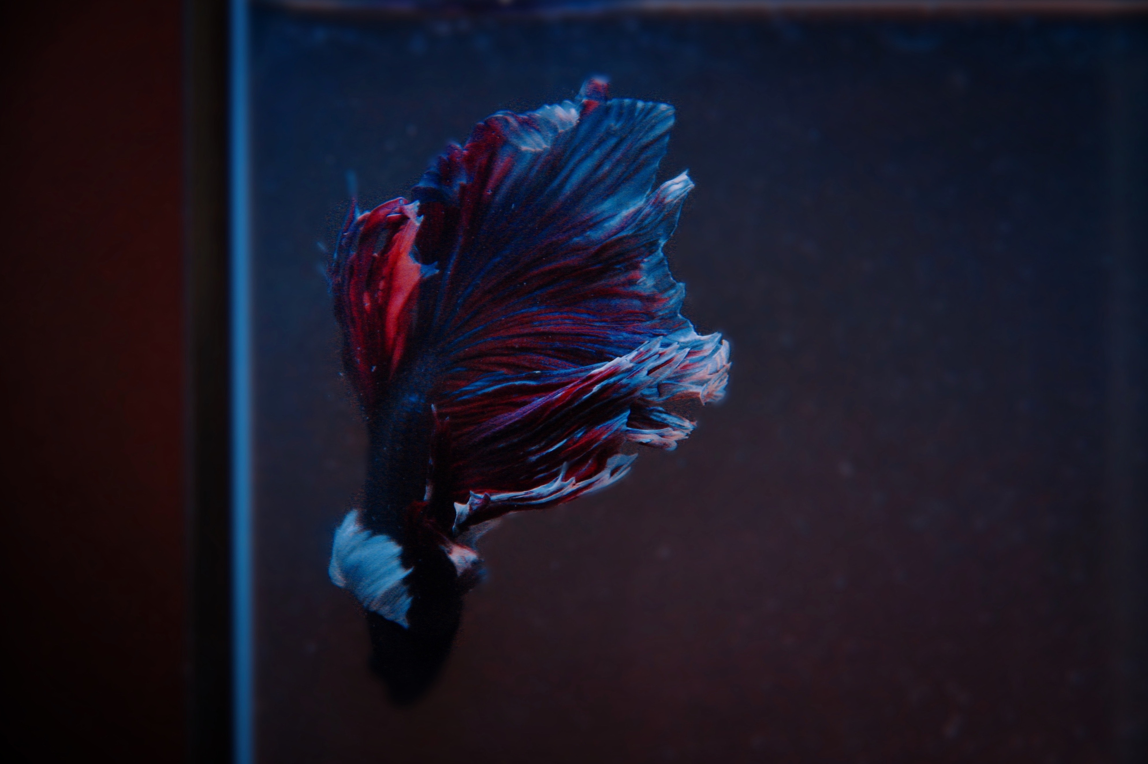 Betta Wallpapers