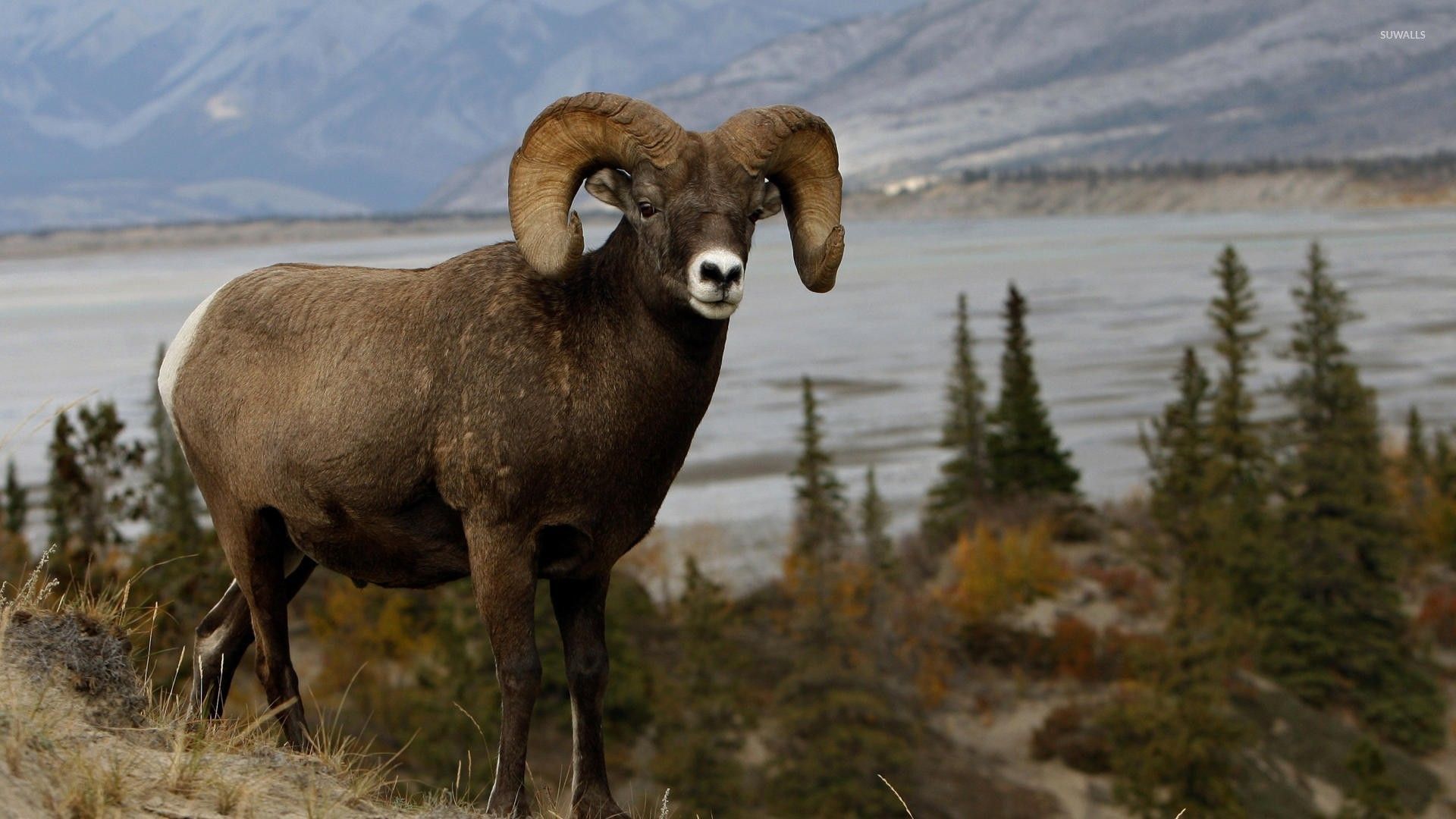 Bighorn Sheep Wallpapers