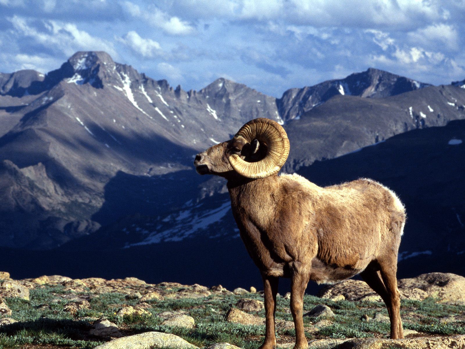 Bighorn Sheep Wallpapers