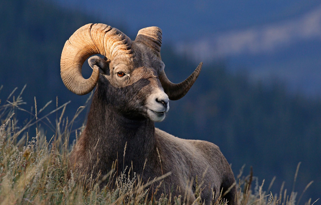 Bighorn Sheep Wallpapers