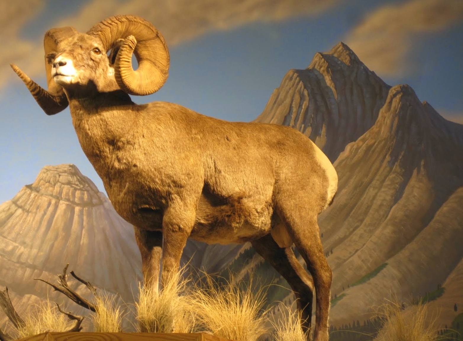 Bighorn Sheep Wallpapers