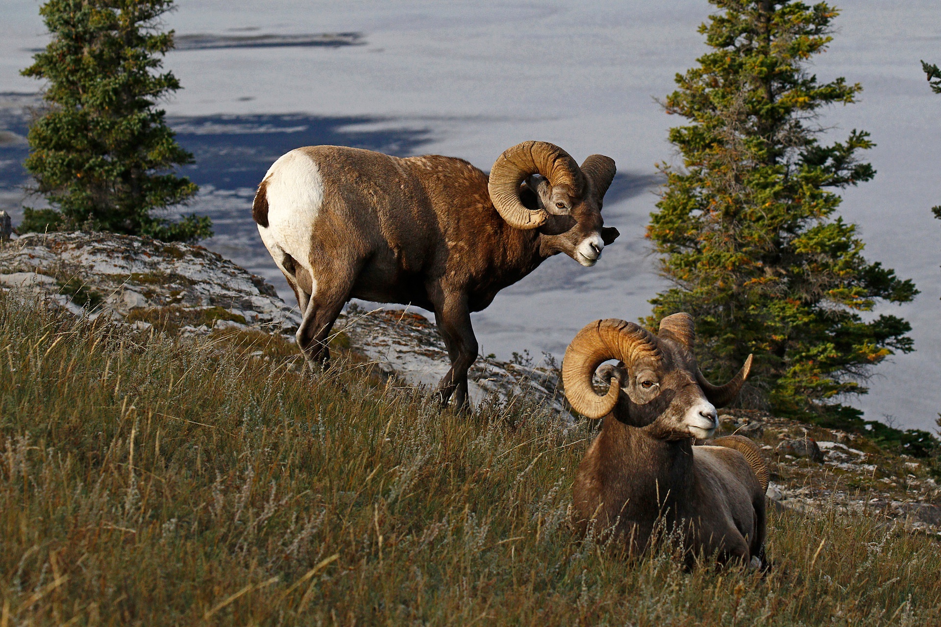 Bighorn Sheep Wallpapers