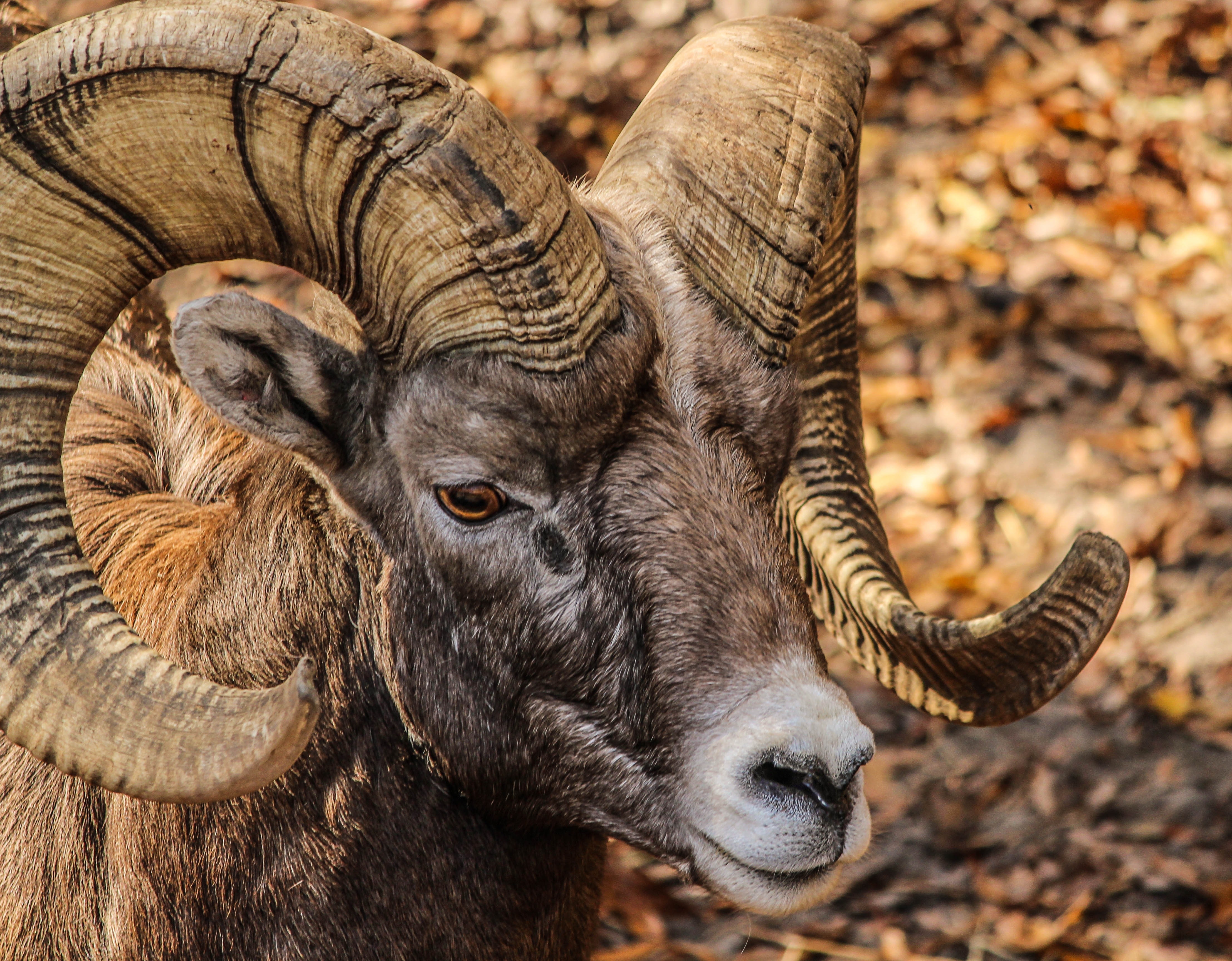 Bighorn Sheep Wallpapers