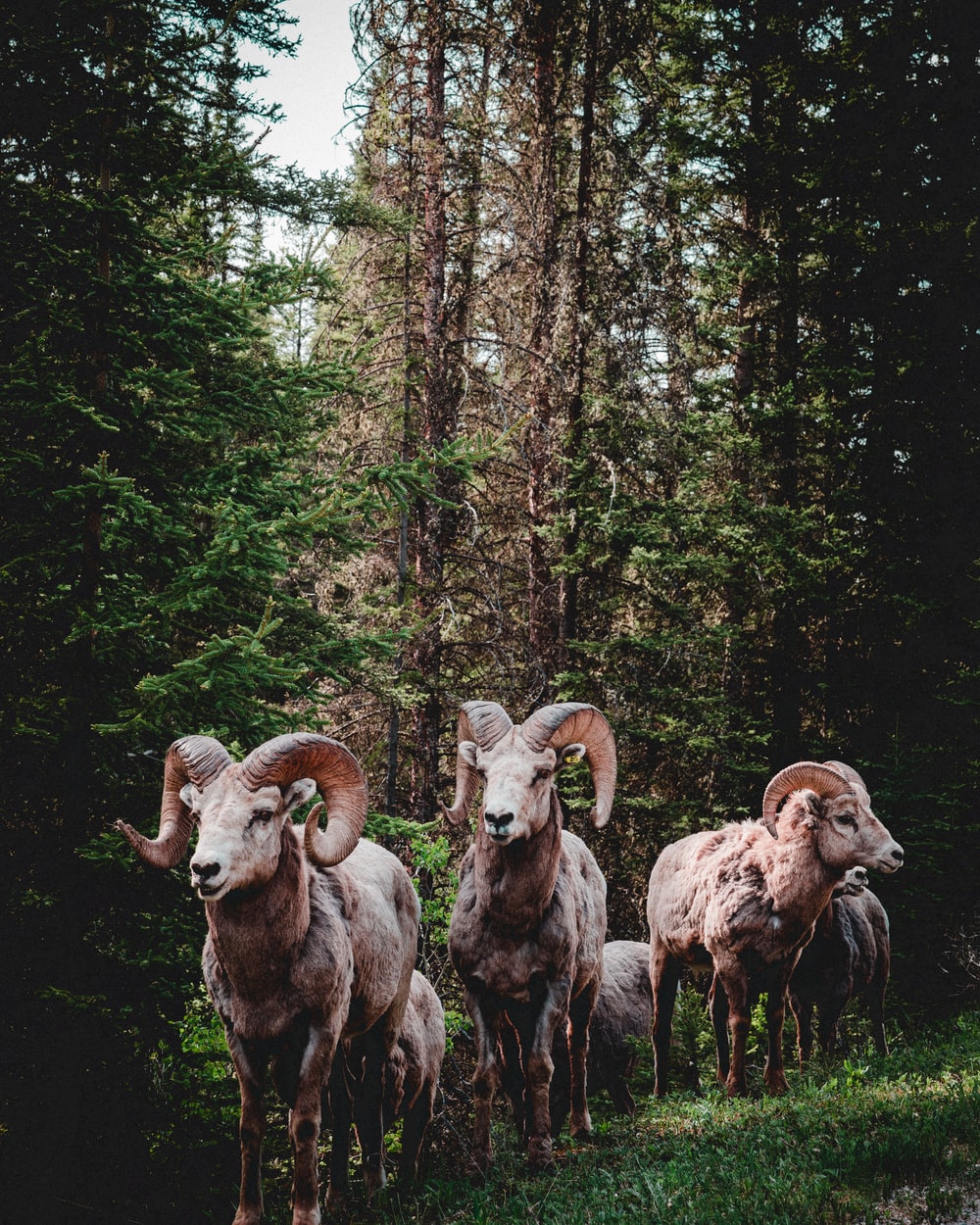 Bighorn Sheep Wallpapers