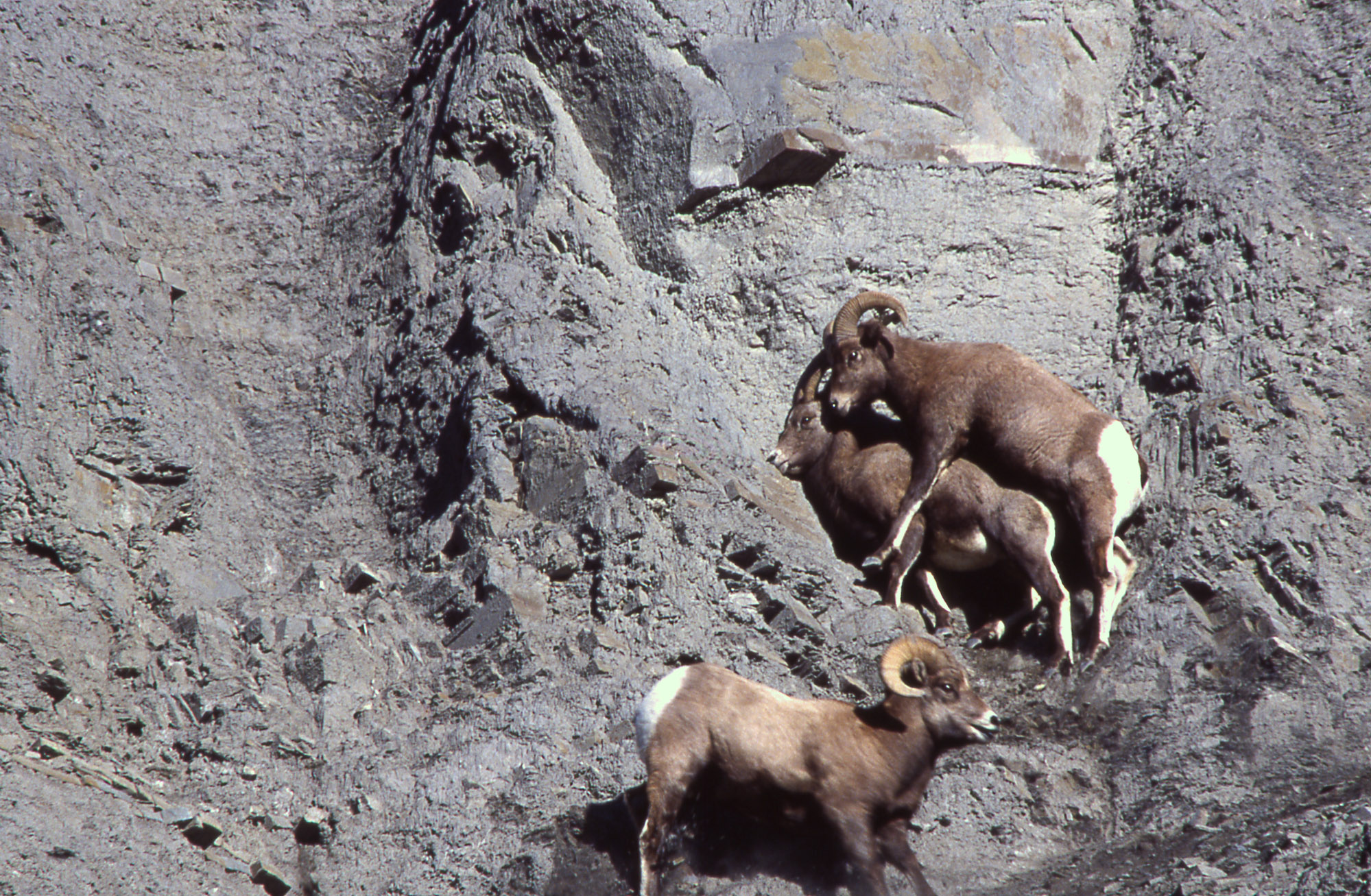 Bighorn Sheep Wallpapers