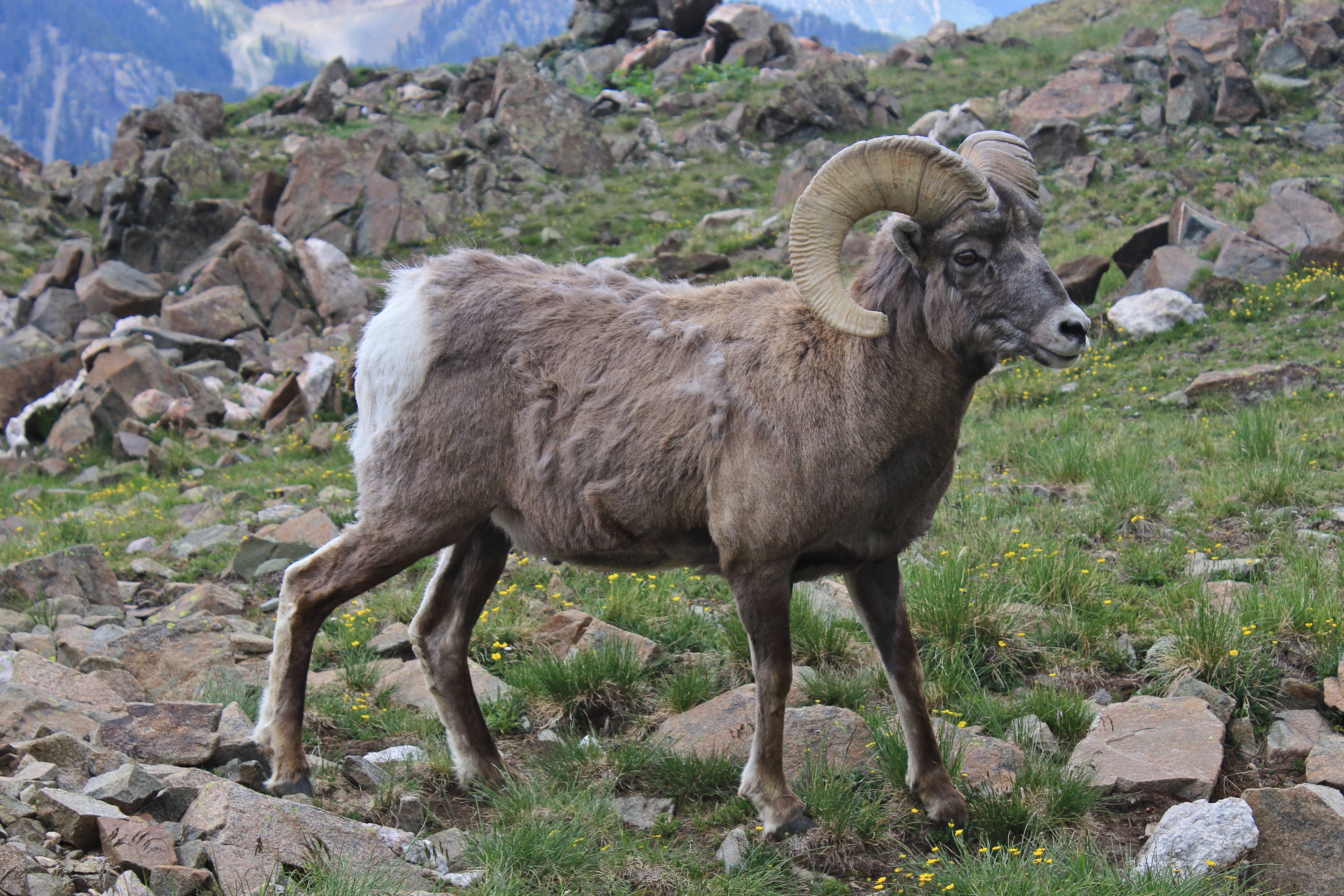 Bighorn Sheep Wallpapers