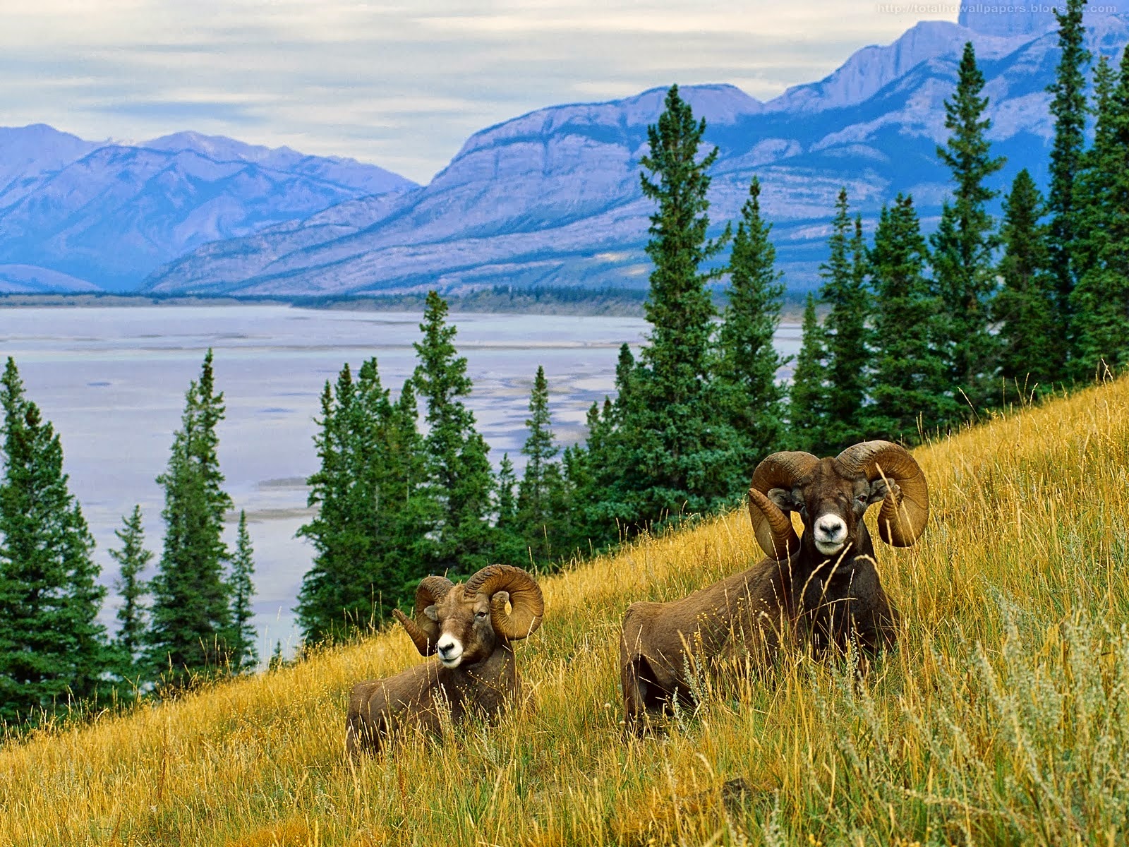 Bighorn Sheep Wallpapers