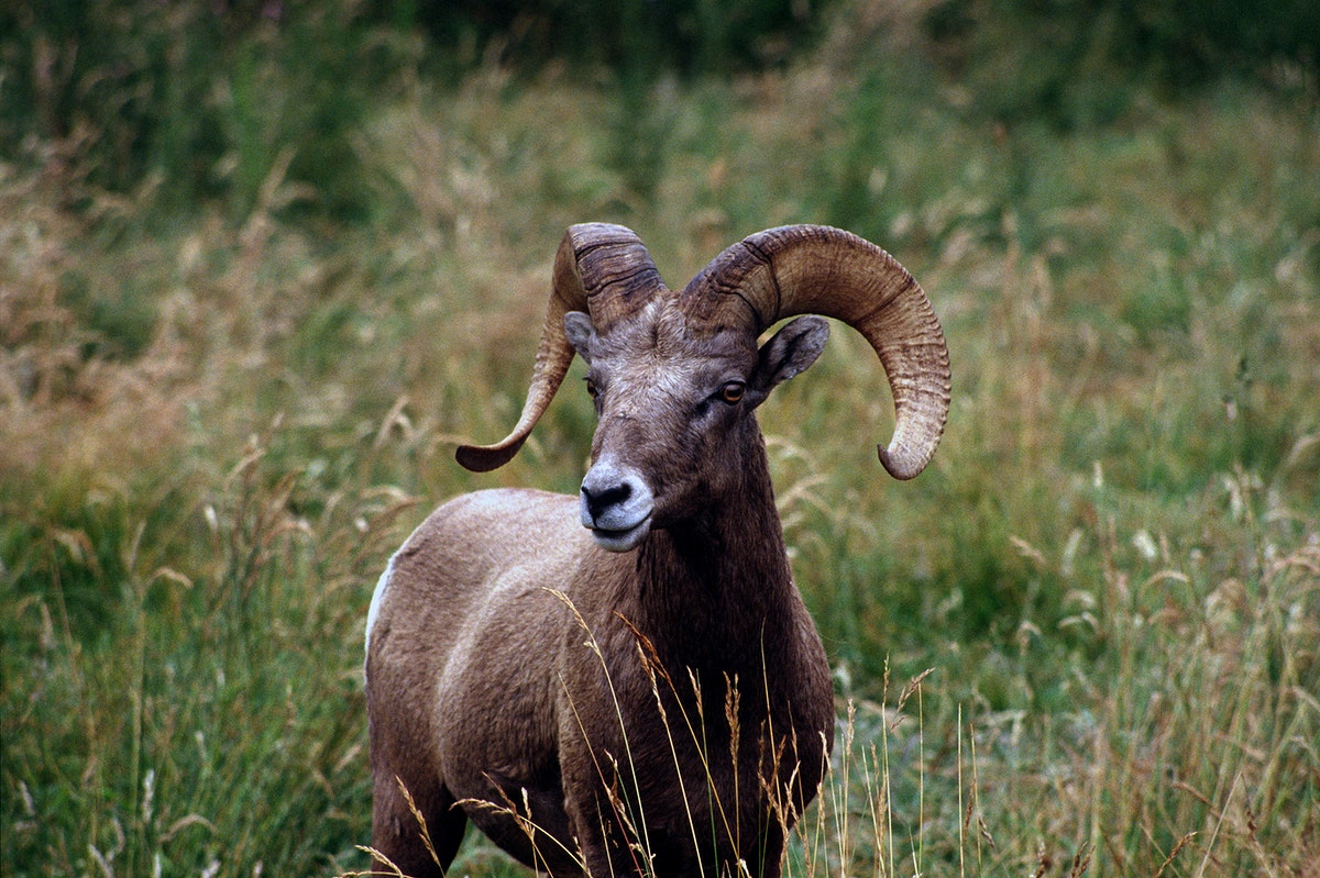 Bighorn Sheep Wallpapers