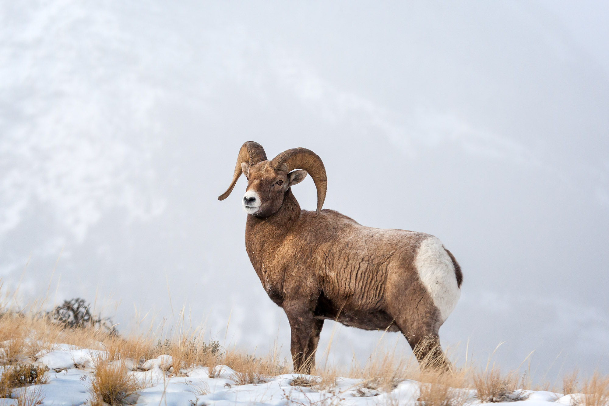 Bighorn Sheep Wallpapers