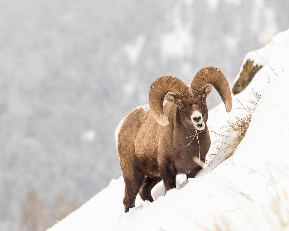 Bighorn Sheep Wallpapers