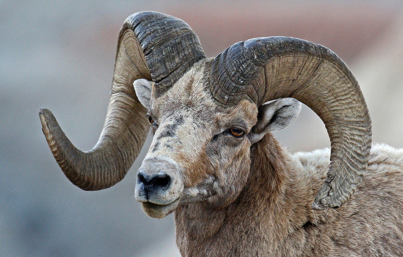 Bighorn Sheep Wallpapers