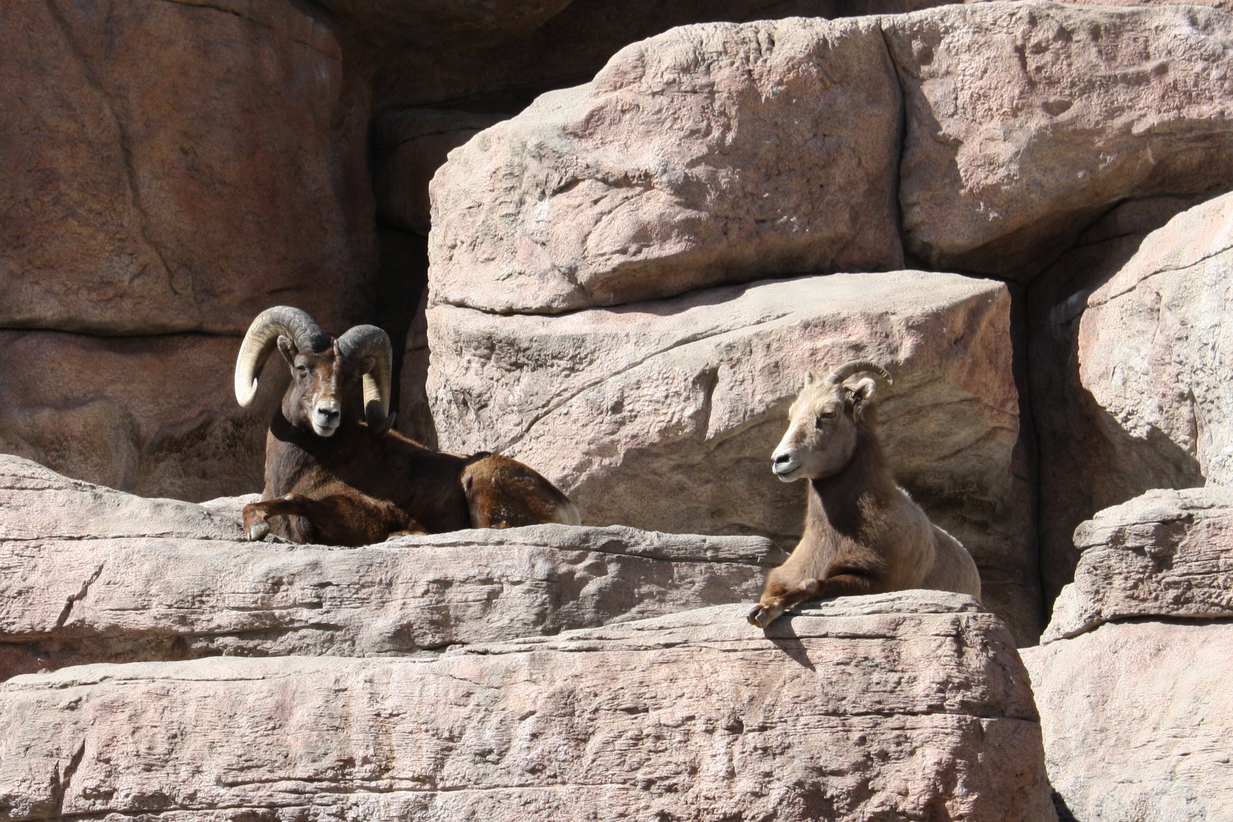 Bighorn Sheep Wallpapers